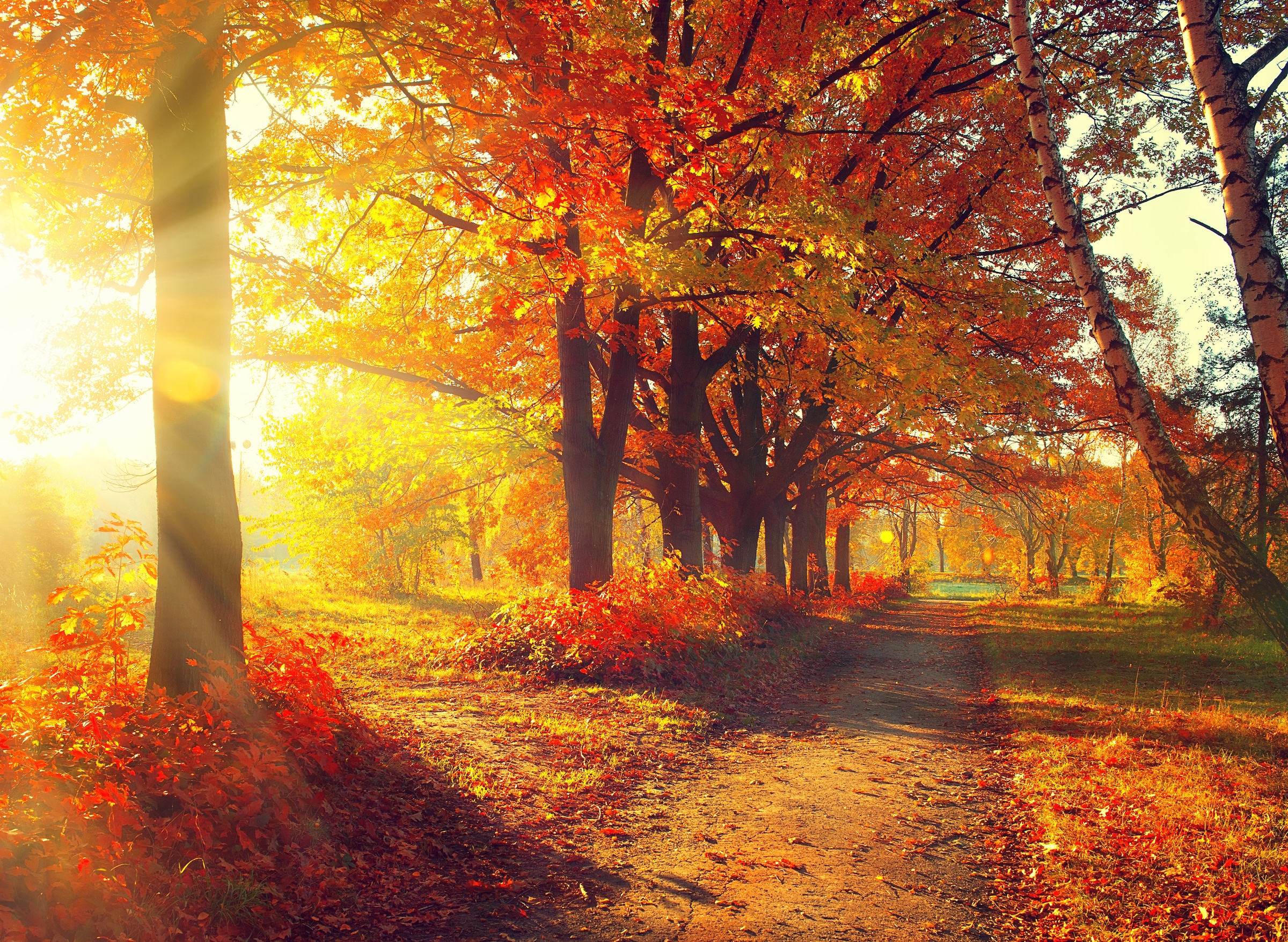 Papermoon Fototapete »Autumn Forest« glatt günstig online kaufen