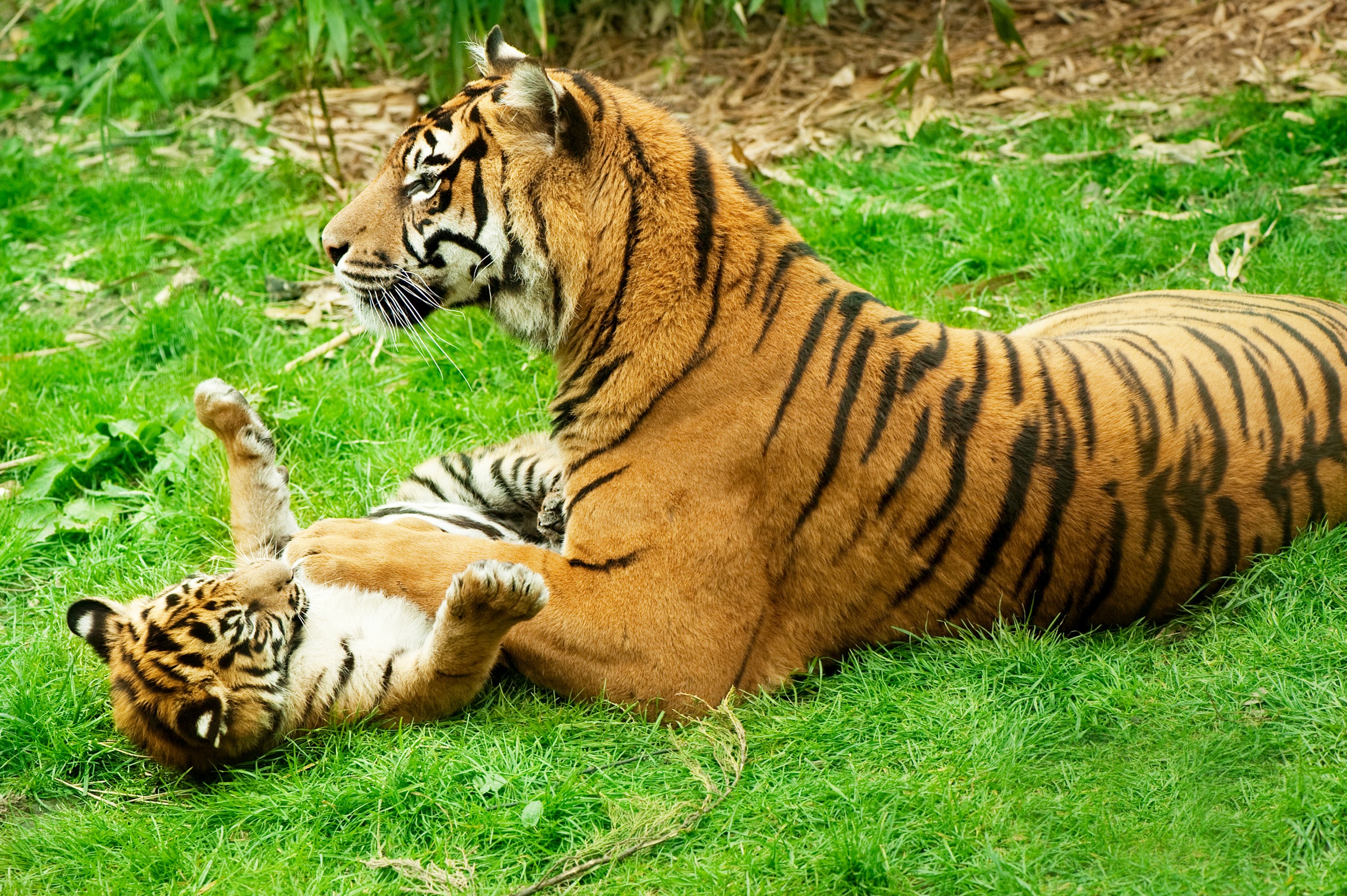 Papermoon Fototapete »Tiger with Baby« glatt günstig online kaufen