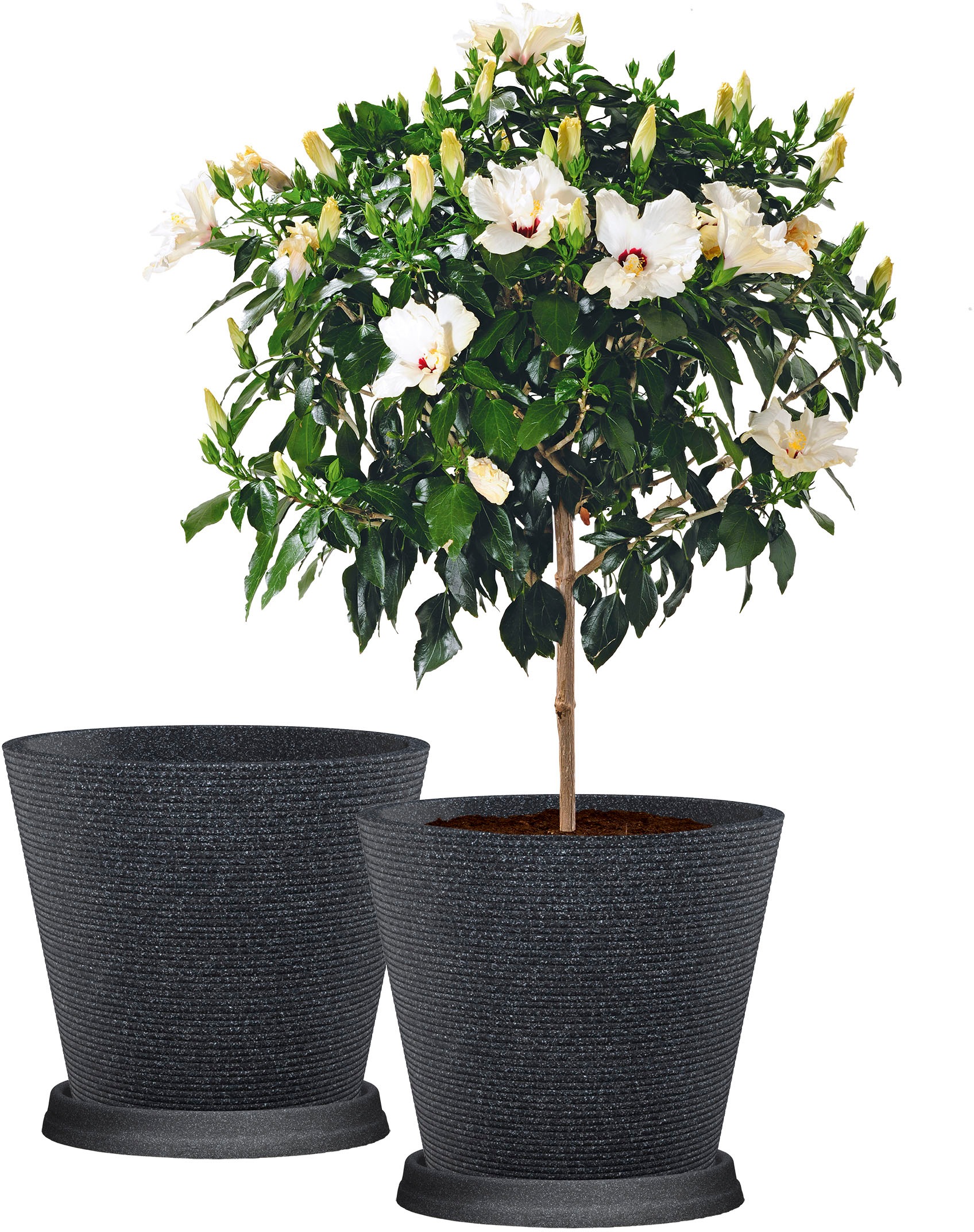 Scheurich Blumentopf »Coneo 40«, (Set, 2 St.), mit Untersetzern aus Kunststoff