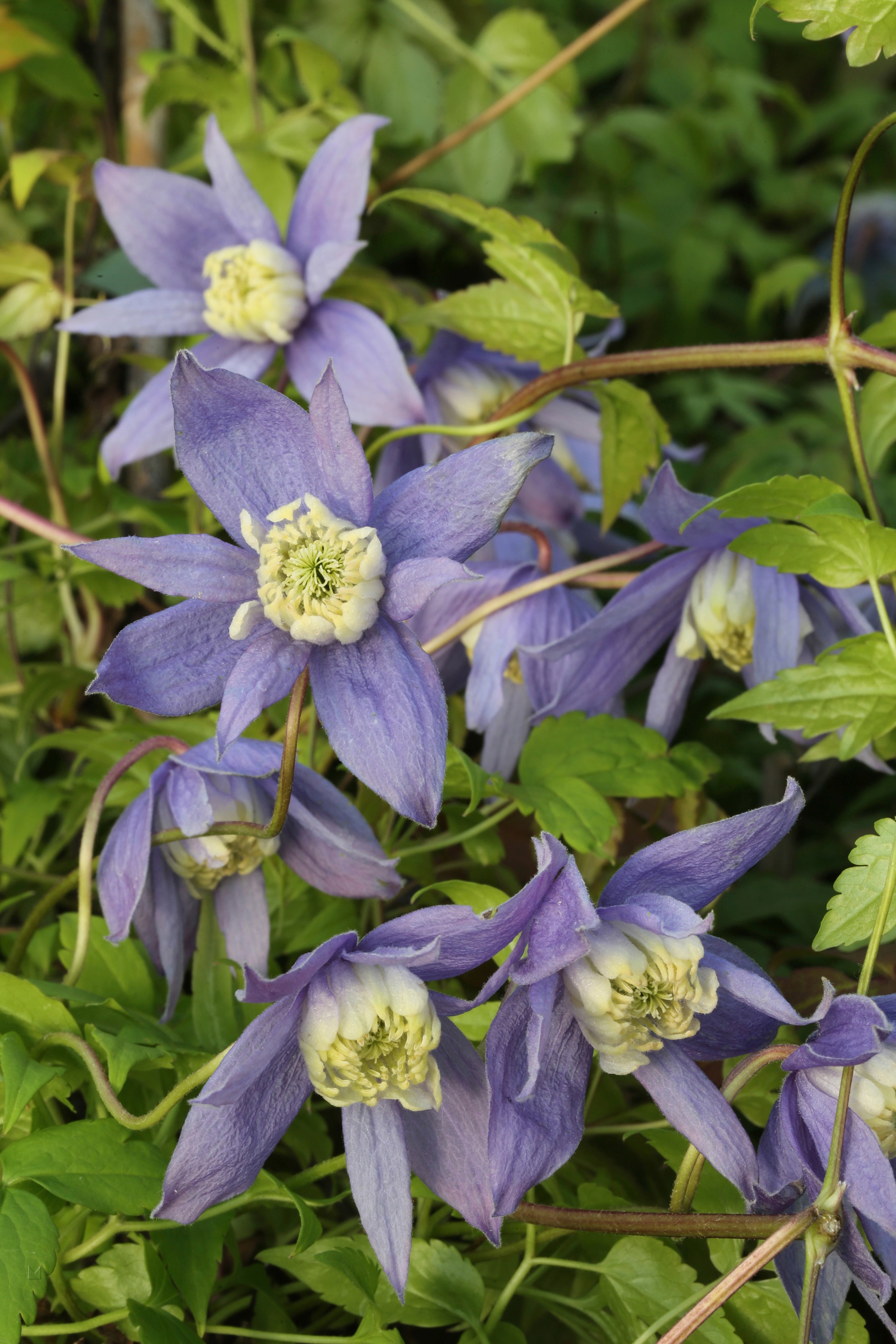 BCM Kletterpflanze »Waldrebe, Clematis«, (1 St.), Höhe: 40-60 cm, 1 Pflanze kaufen