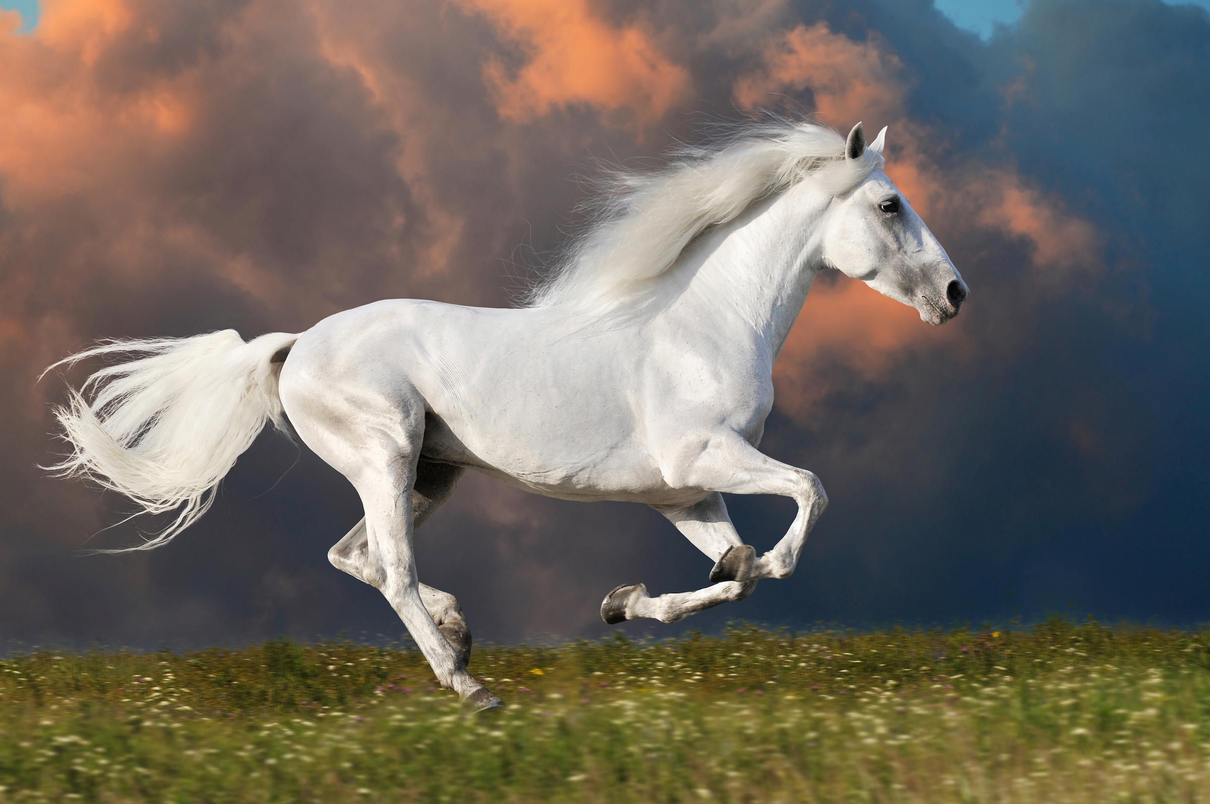 Papermoon Fototapete »PFERD IM GALOPP-RUNNING HENGST WEIß WIESE HIMMEL WOLK günstig online kaufen