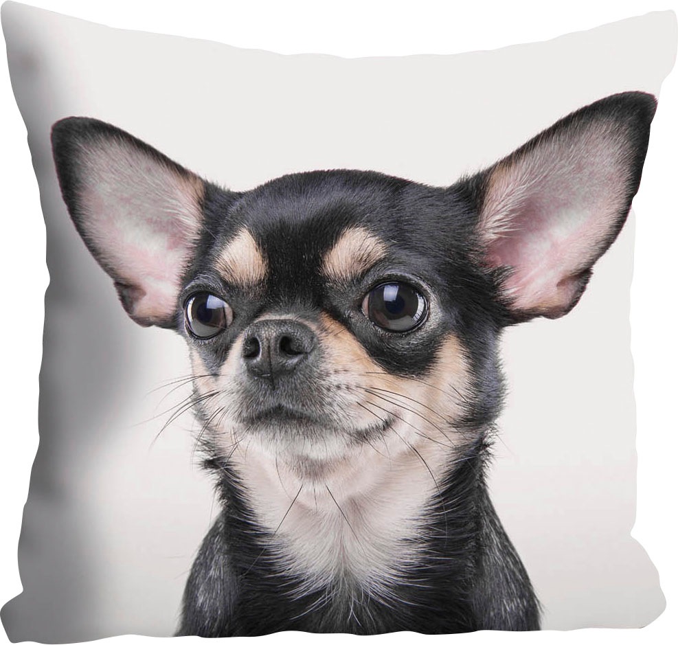 queence Dekokissen »Mailin«, Kissenhülle,Chihuahua,Hund,Tiermotiv,Niedlich, günstig online kaufen