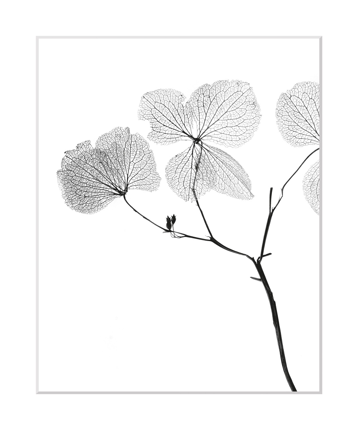 queence Bild »Kaja«, Blumen, Blumen, gerahmt günstig online kaufen