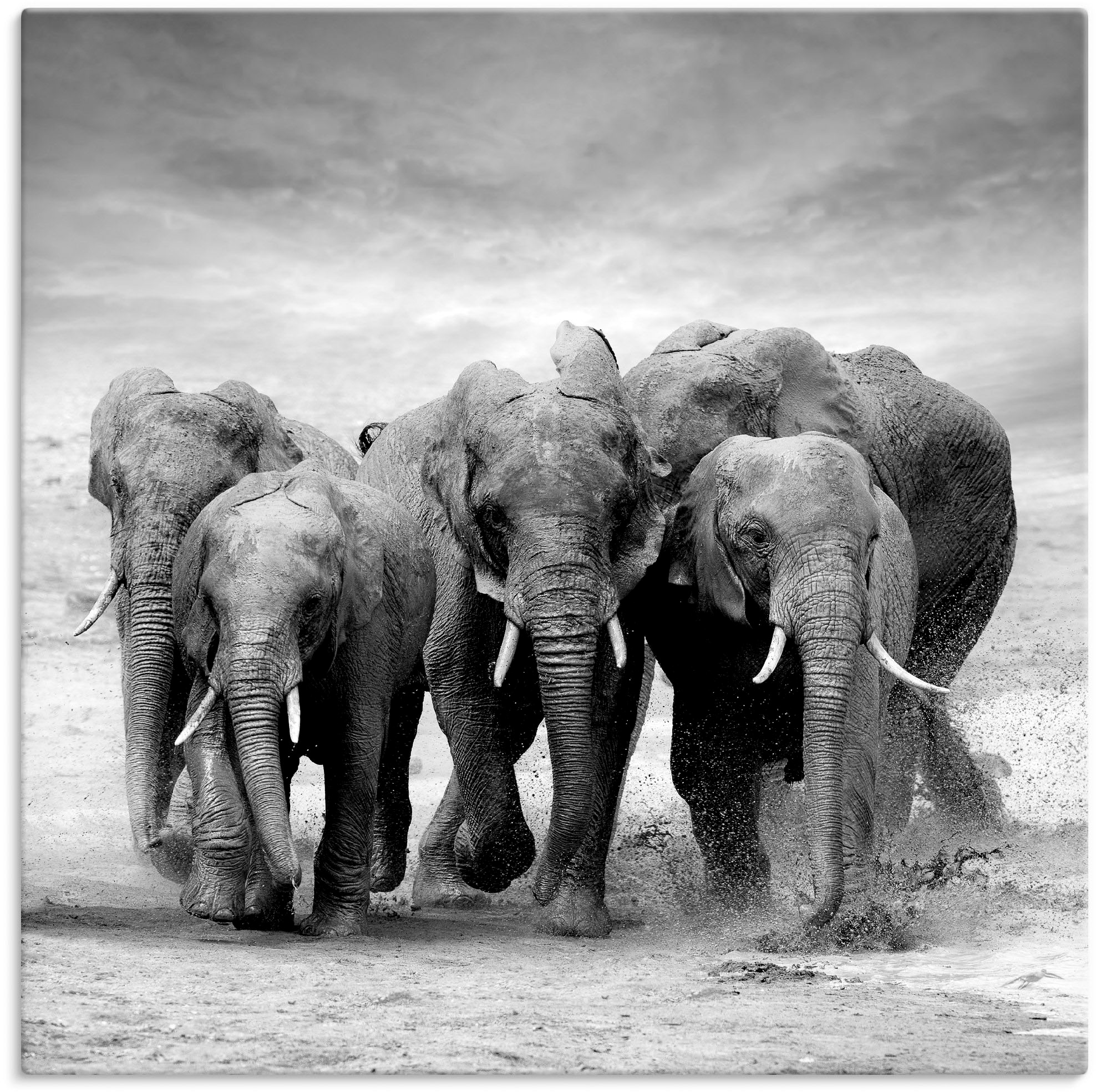Artland Wandbild »Elefanten«, Wildtiere, (1 St.), als Alubild,  Leinwandbild, Wandaufkleber oder Poster in versch. Größen auf Raten kaufen