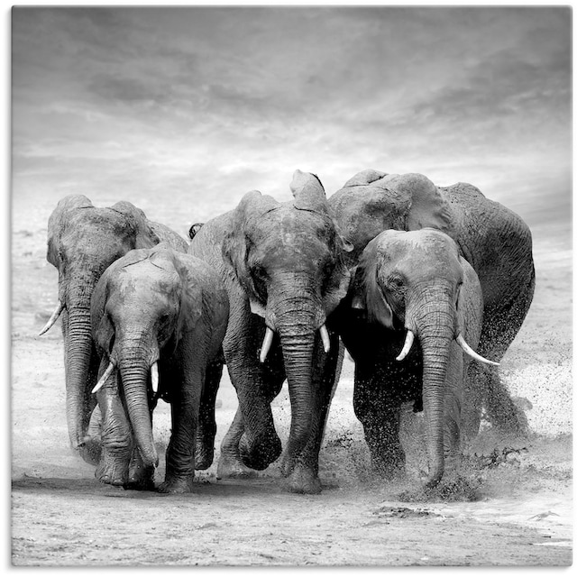 (1 in Wandaufkleber Raten Wandbild oder Poster Alubild, Artland »Elefanten«, Leinwandbild, kaufen Größen Wildtiere, versch. als St.), auf