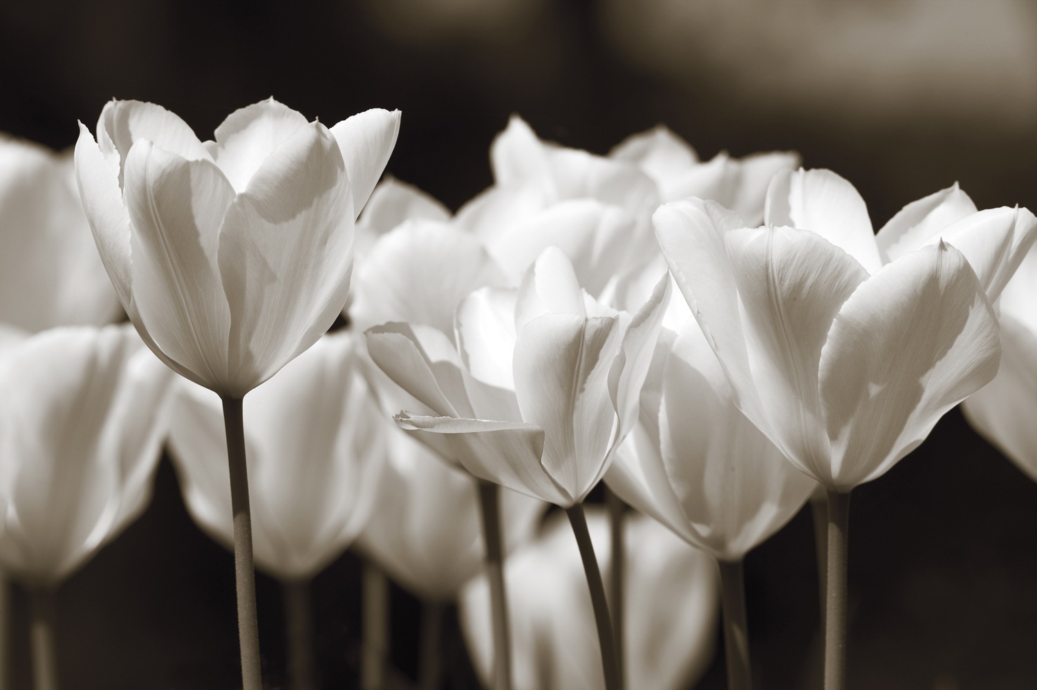 queence Wandsticker »Black & White« Selbstklebend, kinderleichte Anbringung; Blumen, Blüten