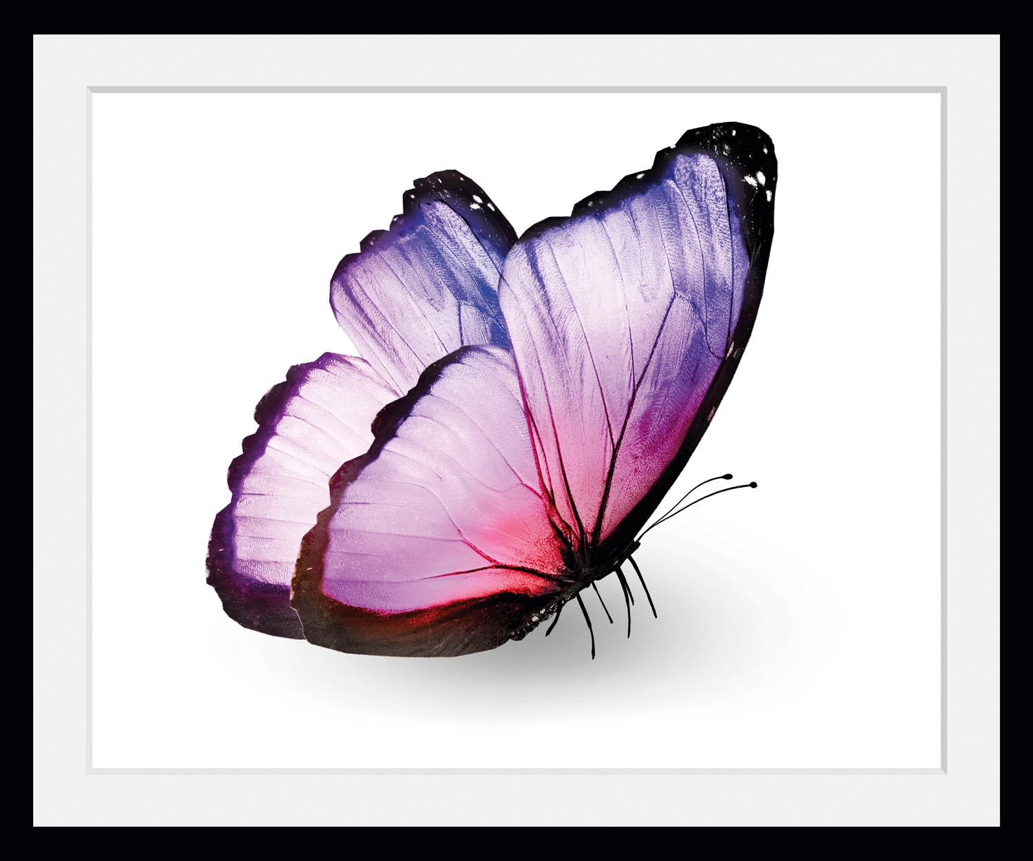 queence Bild »Alex«, Schmetterlinge-Kunst-Insekten, (1 St.), HD Premium Pos günstig online kaufen