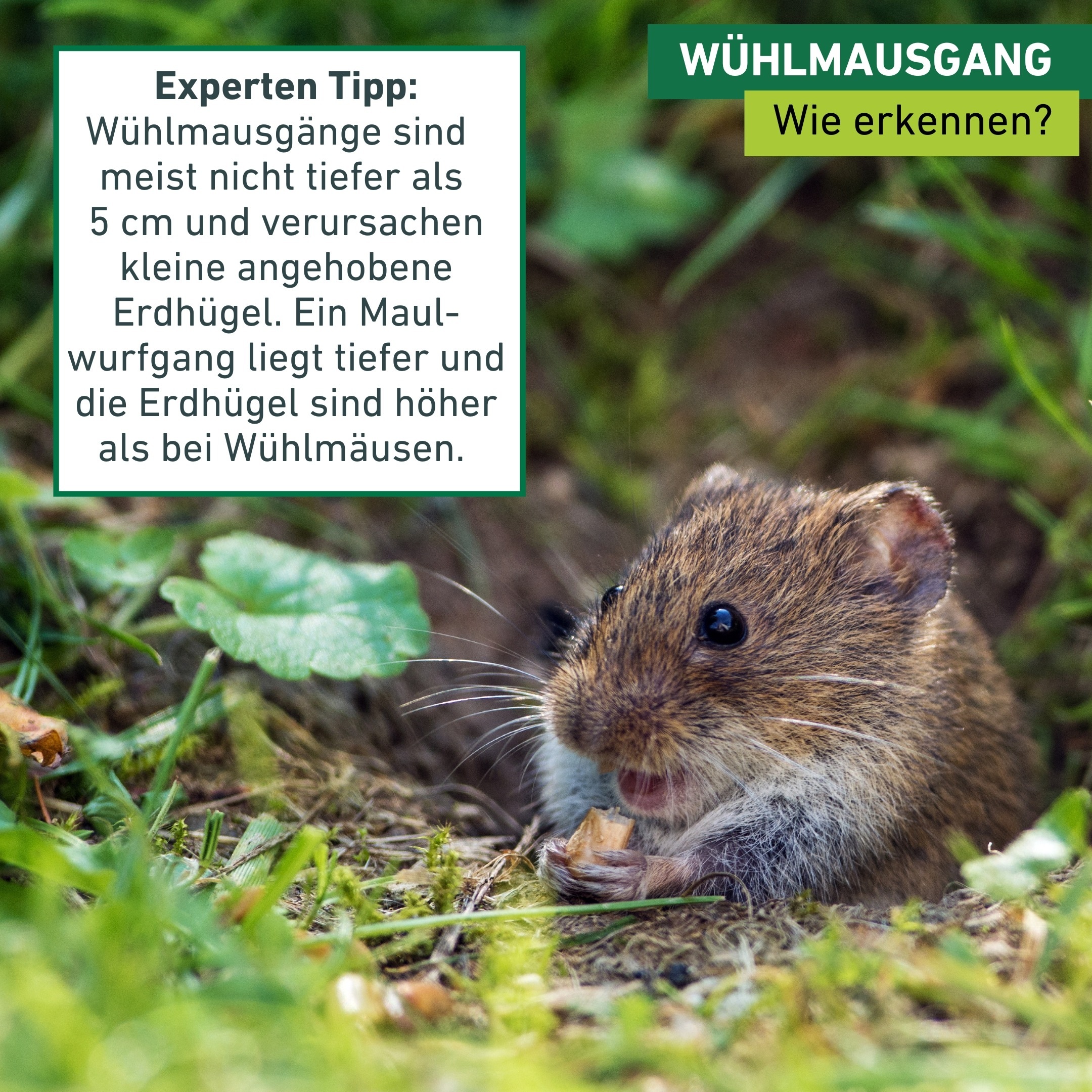 Windhager Schlagfalle »für Wühlmausgänge, Zangen-Wühlmausfalle« Schnappfalle wiederverwendbar, verzinkt, silber