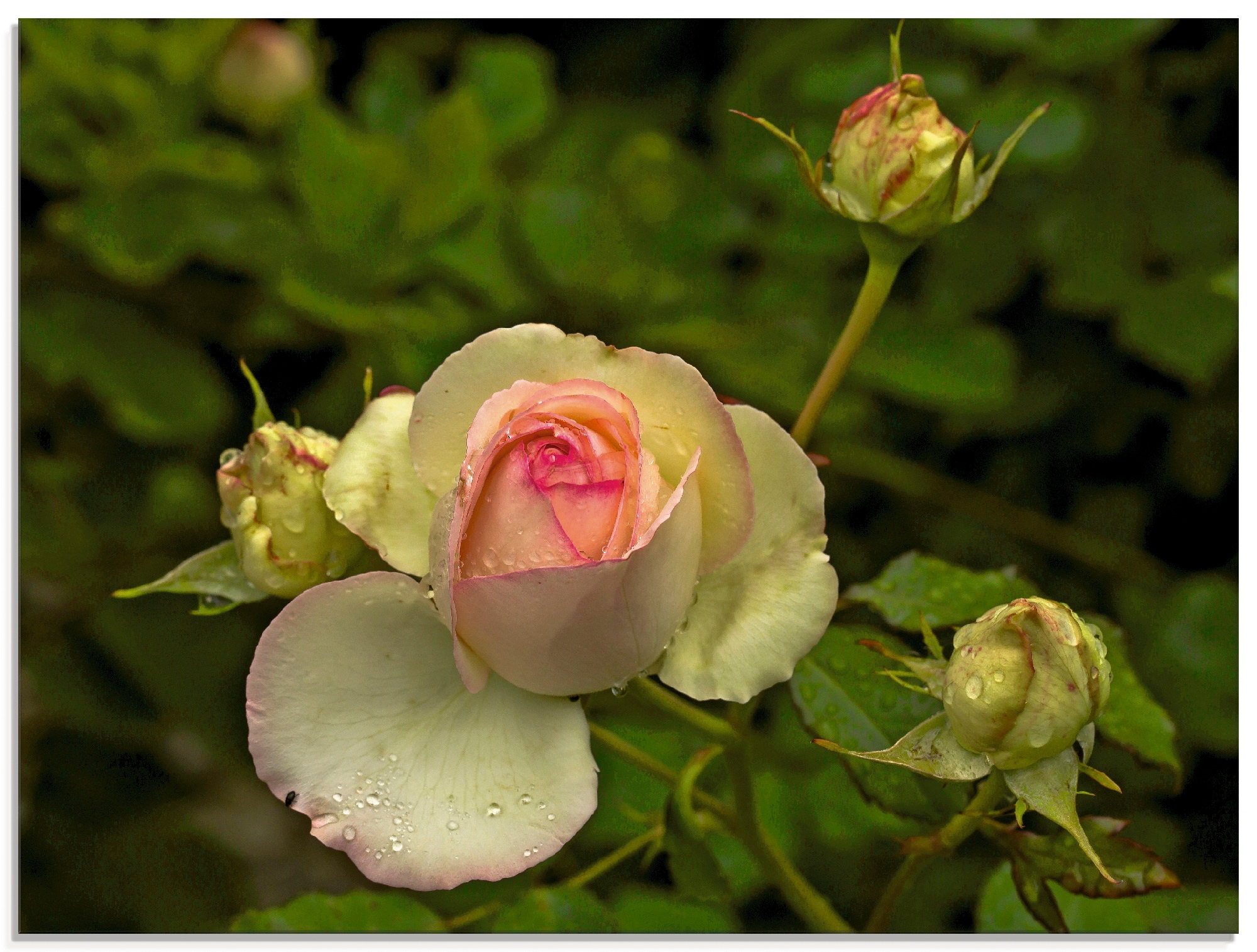 Artland Glasbild "Rosa Rose", Blumen, (1 St.), in verschiedenen Größen günstig online kaufen