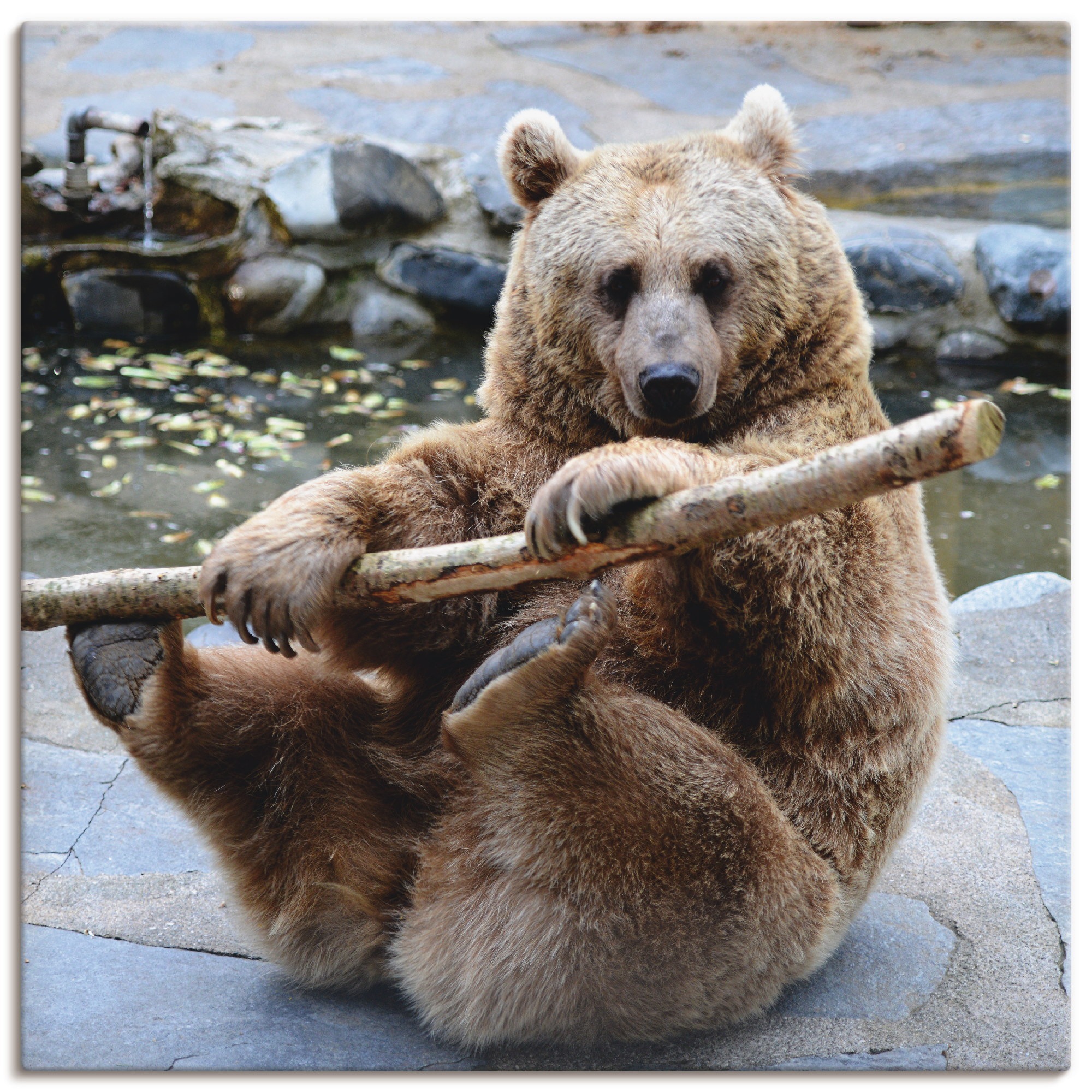 Artland Leinwandbild »Bär II«, Wildtiere, (1 St.), auf Keilrahmen gespannt günstig online kaufen