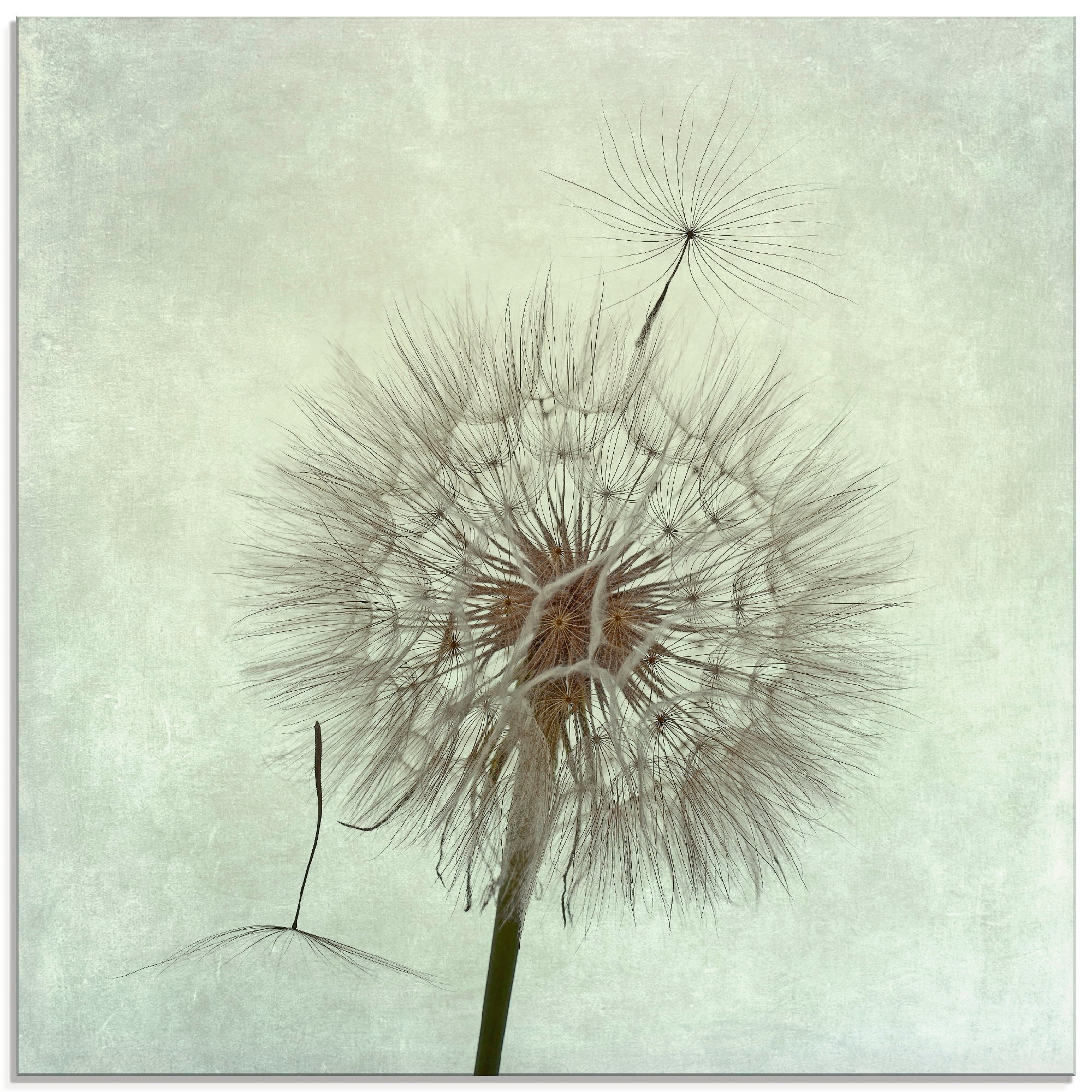 Artland Glasbild »Pusteblume II«, Blumen, (1 St.), in verschiedenen Größen günstig online kaufen