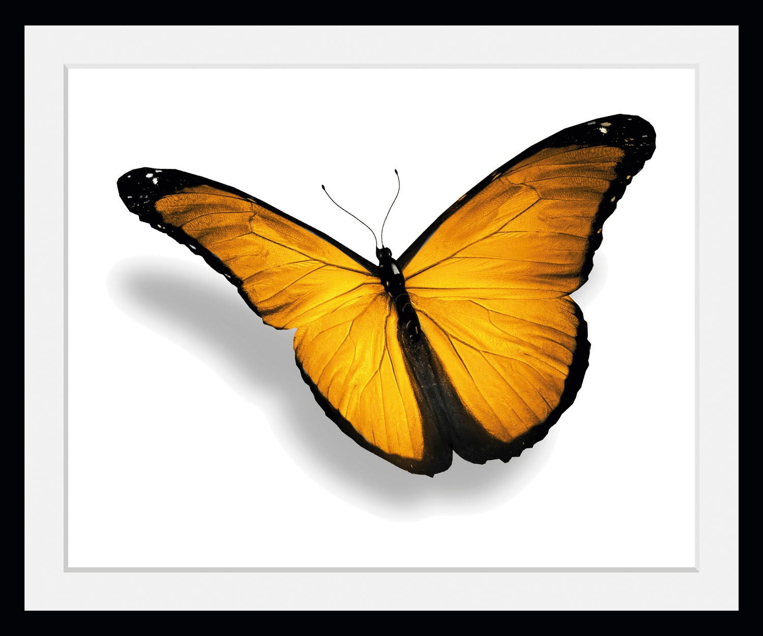 queence Bild »Maria 2.0«, Schmetterlinge-Kunst-Insekten, (1 St.), HD Premiu günstig online kaufen