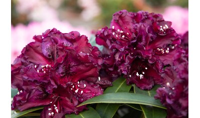 BCM Zierstrauch »Rhododendron«, (1 St.), in verschiedenen Stückzahlen erhältlich kaufen
