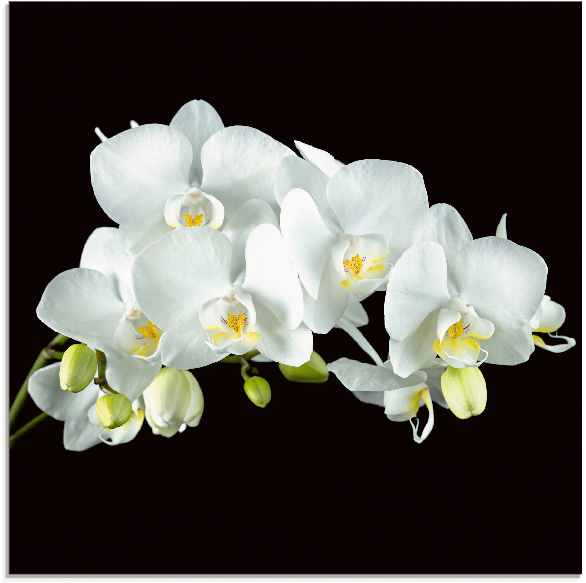 Glasbild auf in Raten »Weiße Orchidee Blumen, verschiedenen schwarzem bestellen Artland (1 Hintergrund«, Größen auf St.),