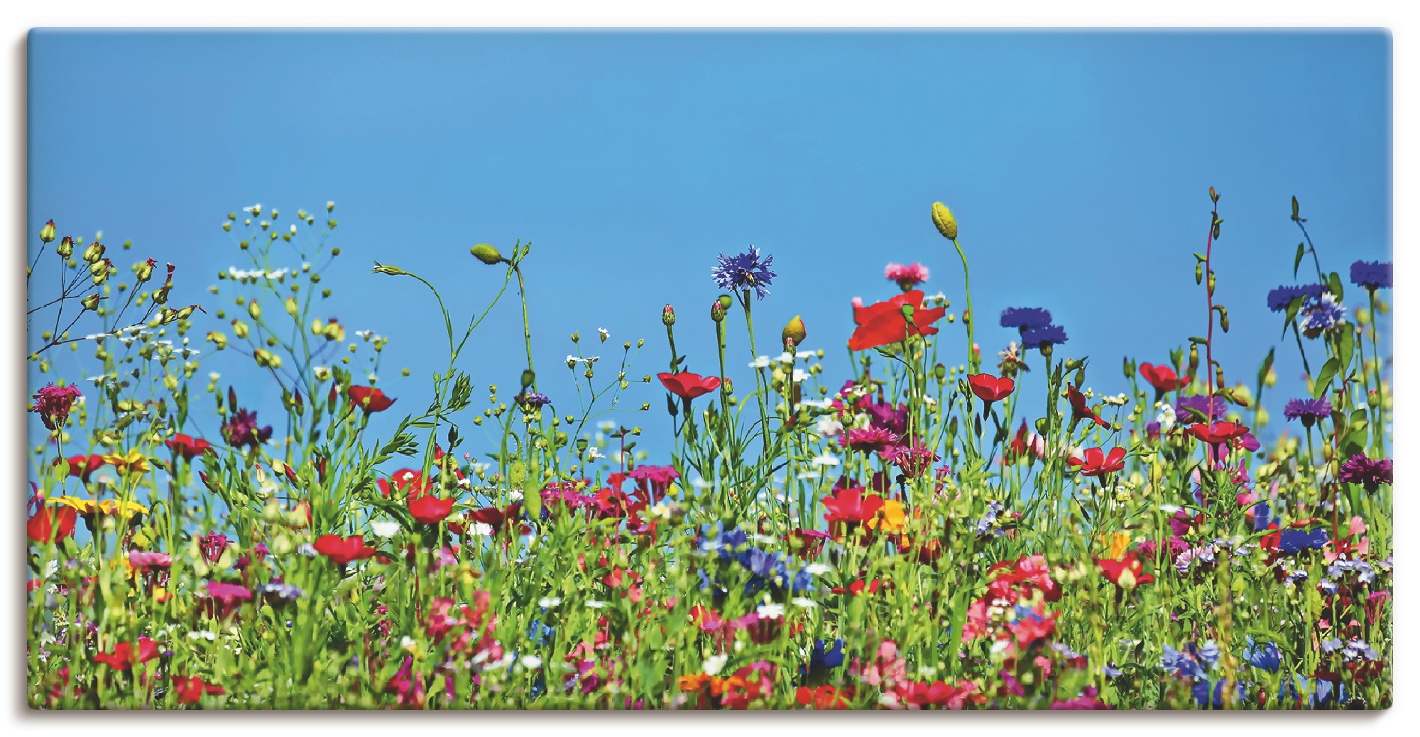 Artland Wandbild »Blumenwiese II« Blumenwiese 1 Stk. tlg. als Leinwandbild, günstig online kaufen