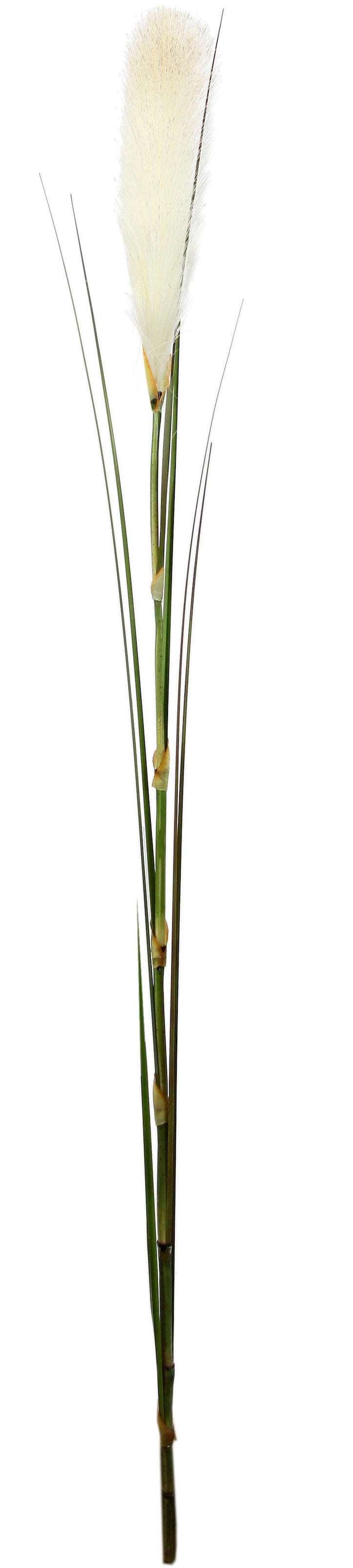 I.GE.A. Kunstpflanze »Pampas«, Pampasgras, Boho, 2er Set