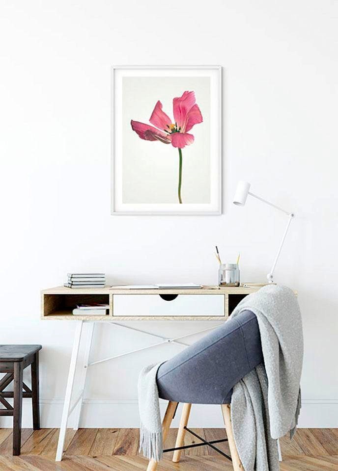 Komar Bild »Tulip«, Blumen, (1 St.), Wandbild zur Dekoration - ohne Rahmen