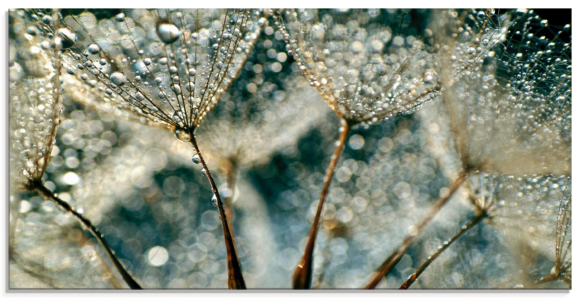 Artland Glasbild »Pusteblume Regenschauer« 1 Stk. tlg. in verschiedenen Grö günstig online kaufen