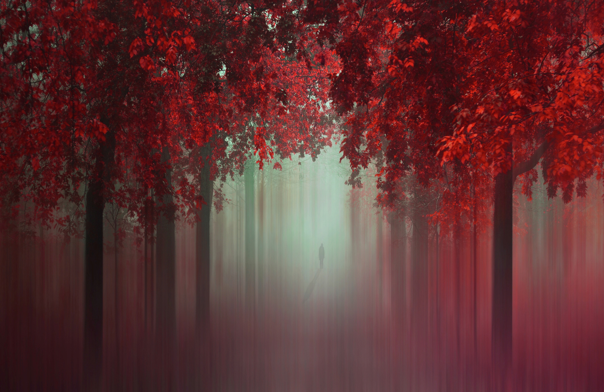 Papermoon Fototapete »Photo-Art ILDIKO NEER, AUS DER LIEBE WALD IN ROT« günstig online kaufen