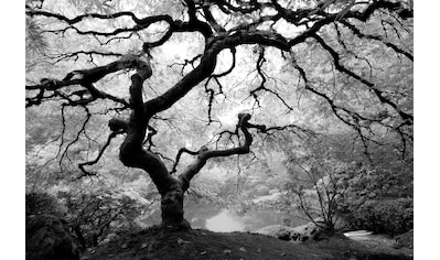 Fototapete »Waldbaum schwarz & weiß«