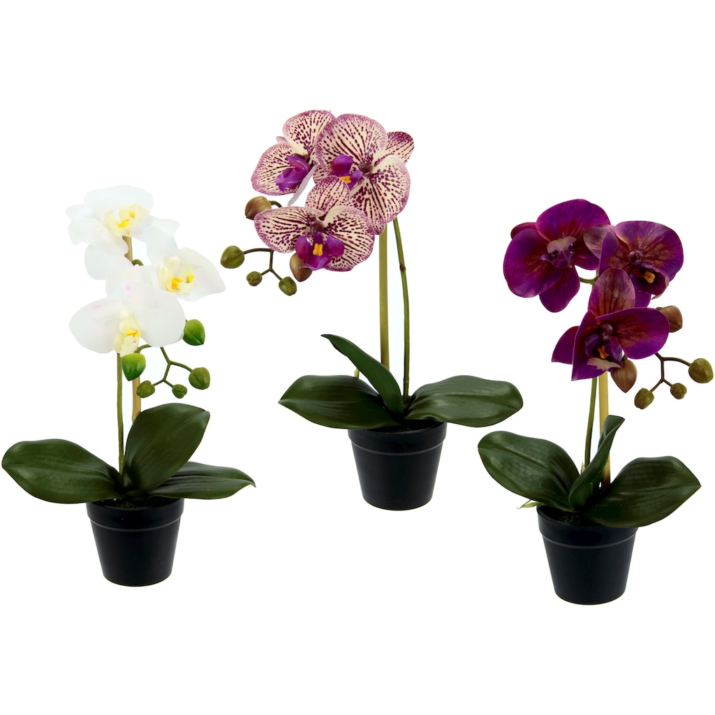 I.GE.A. Kunstorchidee »Phalaenopsis«