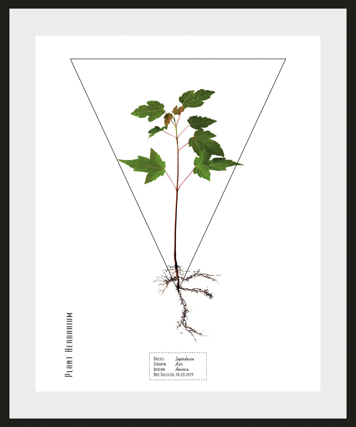 queence Bild »Sapindacea«, Pflanzen-Pflanzenbilder-Schriftzug, (1 St.), HD günstig online kaufen