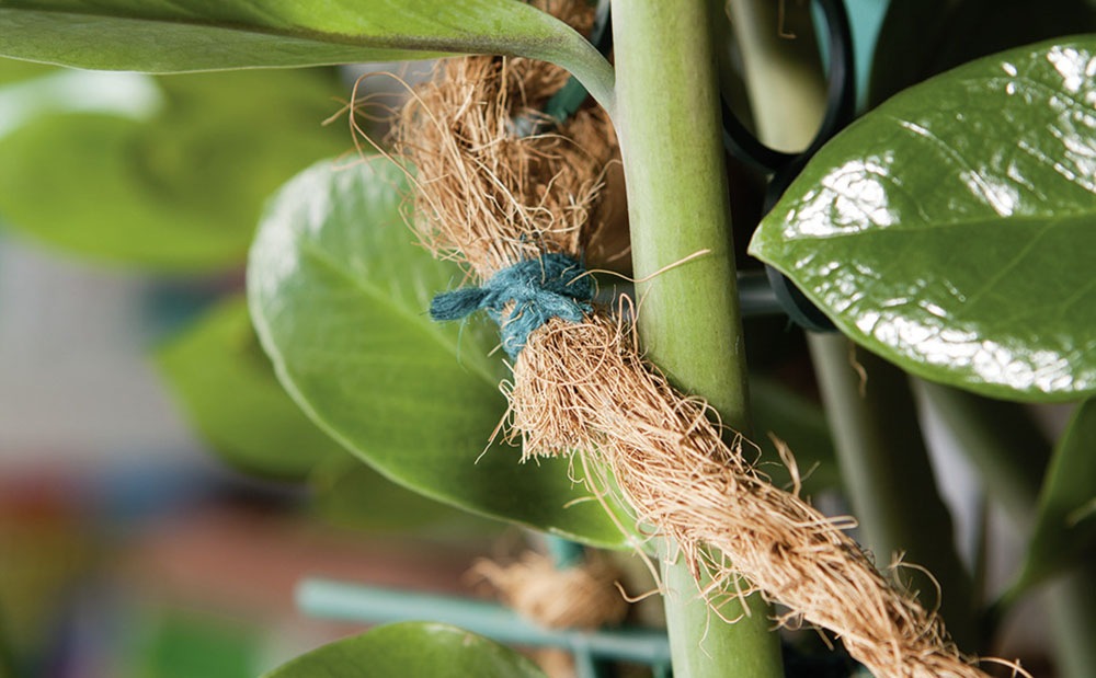 Windhager Pflanzschnur »Pflanzenbinder aus Jute, Gartenschnur und Bastelschnur« Pflanzendraht, 70 m, grün
