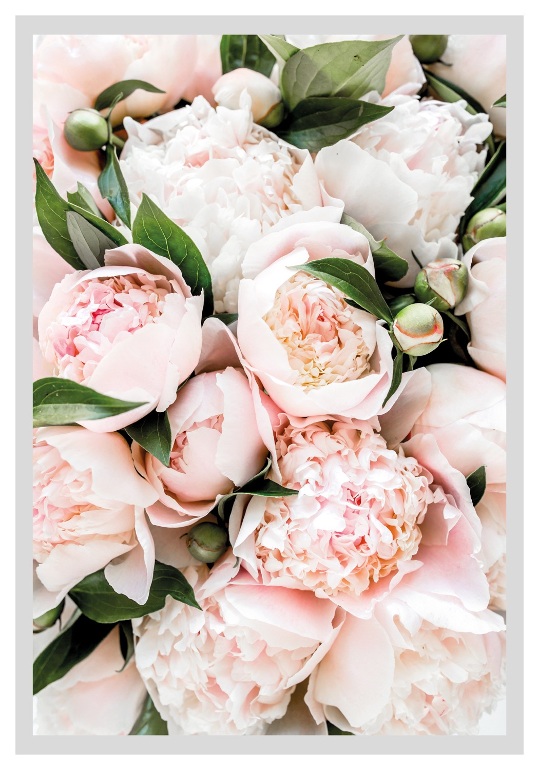 queence Bild »Stefanie«, Blumen, gerahmt, Rosen