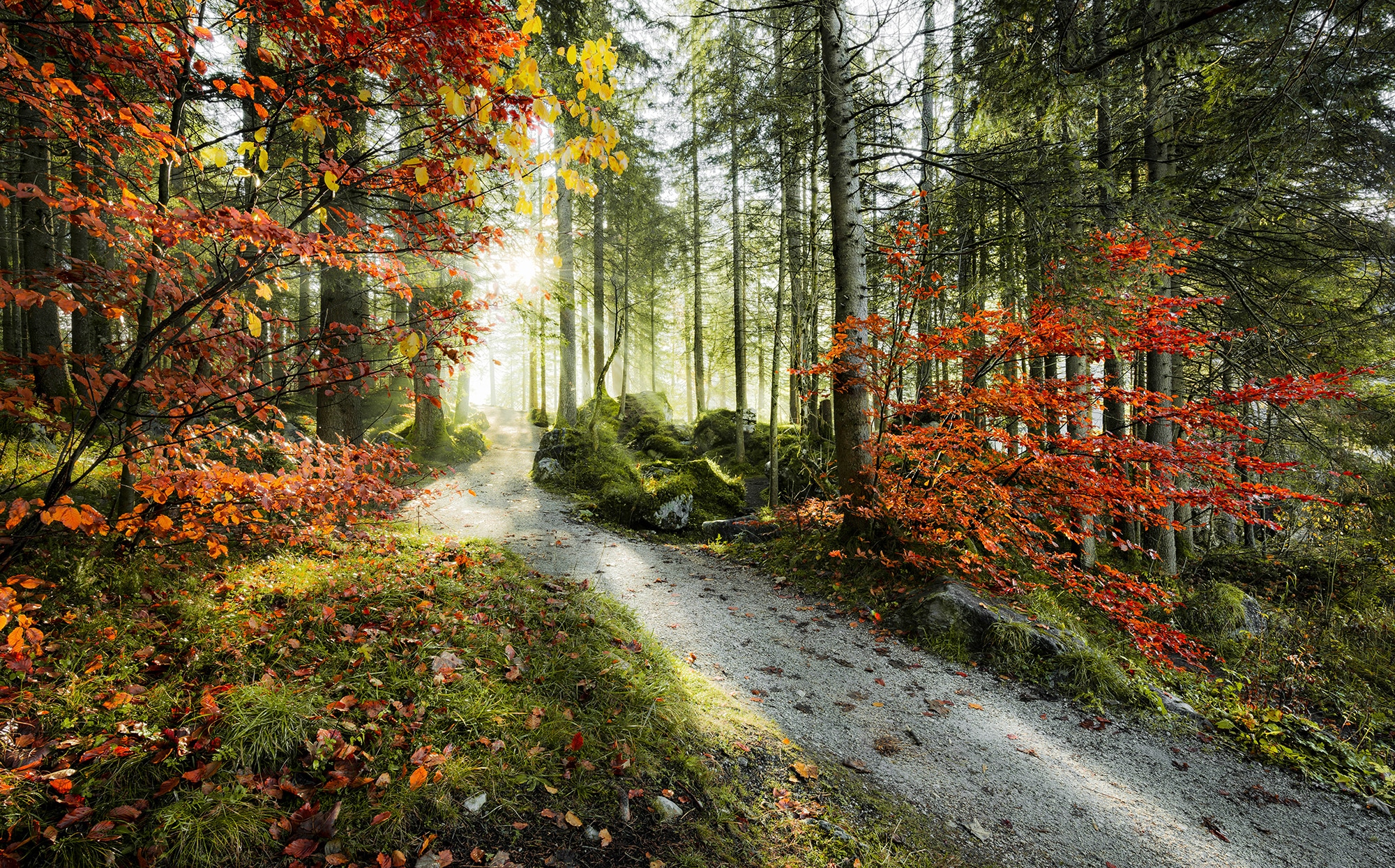 Vliestapete KOMAR "Digitaldruck Vlies - Feuerzungen - Größe 450 x 280 cm", bunt, B:450m L:280m