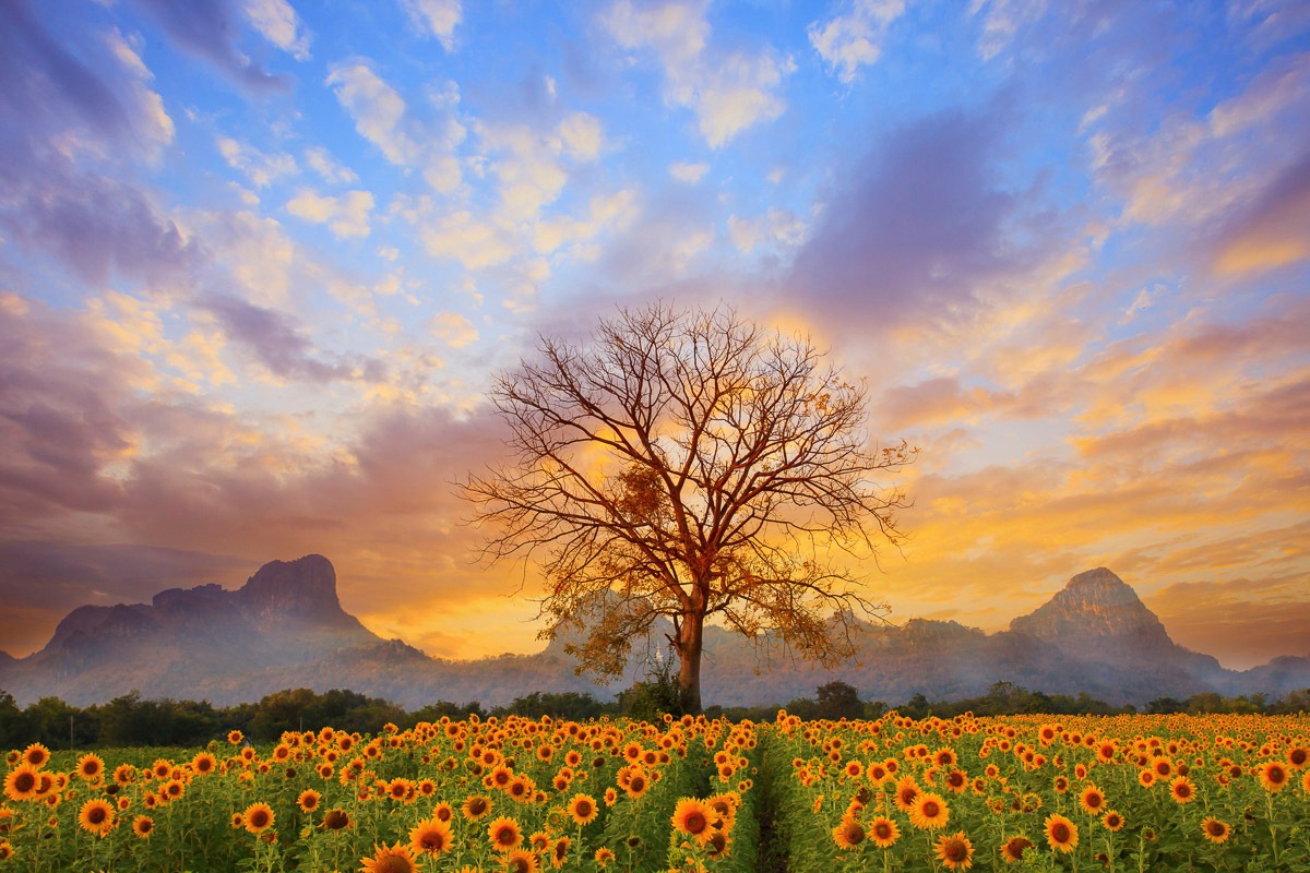 Papermoon Fototapete »Sonnenblumen Dusky Sky« günstig online kaufen