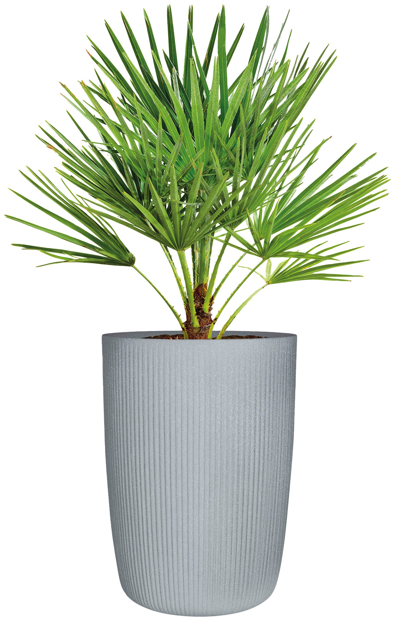 Scheurich Blumentopf »54/260 linetto high«