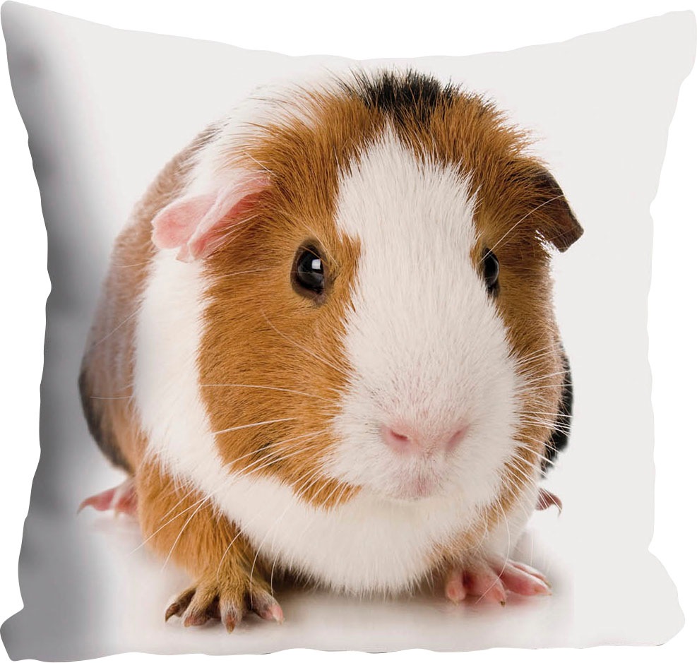 queence Dekokissen »Malte«, Kissenhülle,Meerschweinchen,Tiermotiv,Niedlich, günstig online kaufen