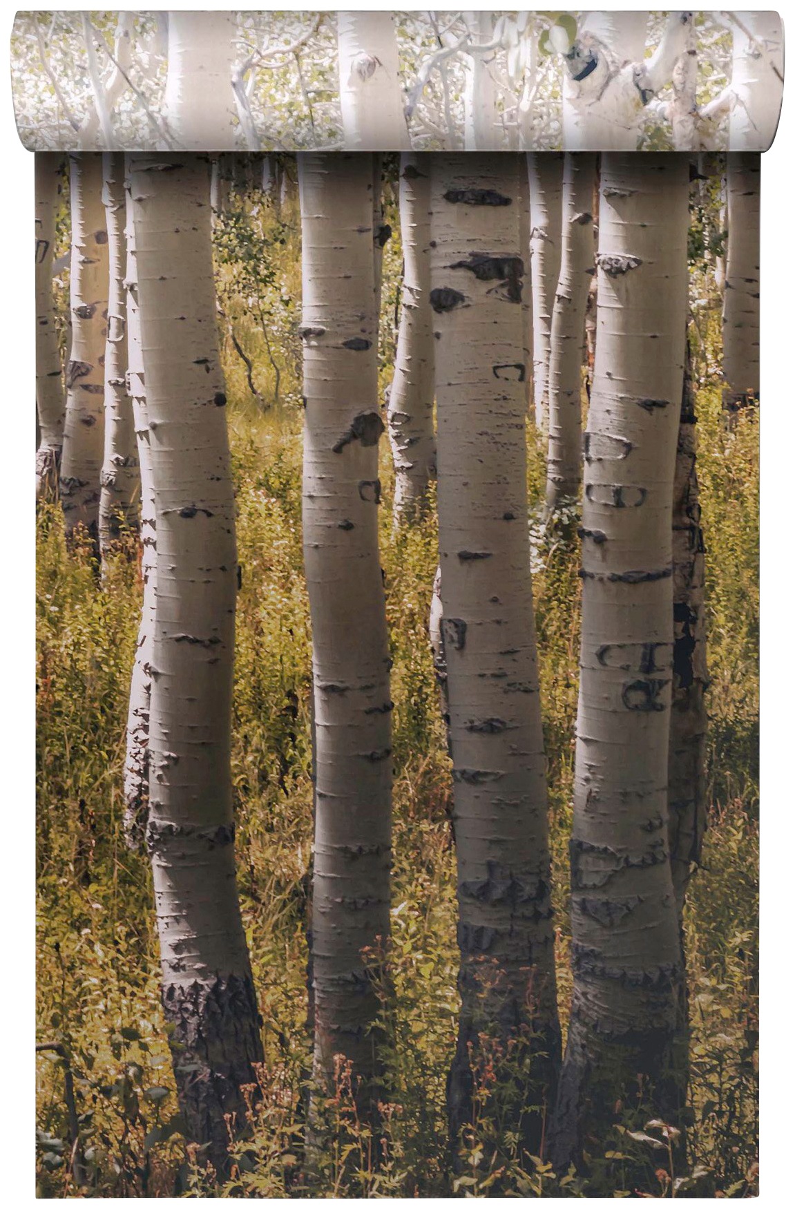 Bodenmeister Fototapete »Birken-Wald«