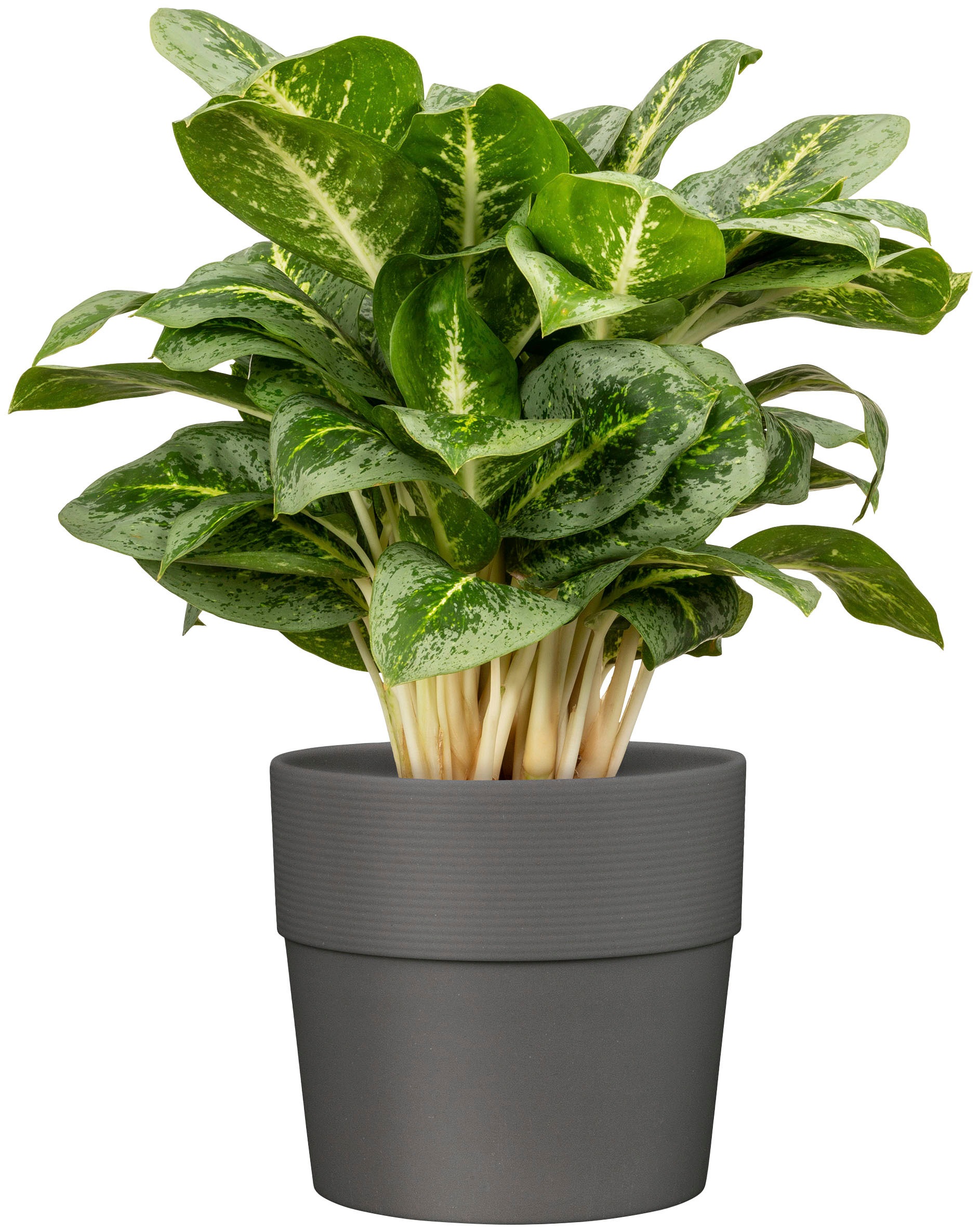 Scheurich Blumentopf »BIANCO 40/224«, ØxH: 38x35,2 cm