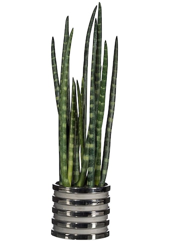 Creativ green Kunstpflanze »Sanseveria«, (1 St.), im Keramiktopf kaufen
