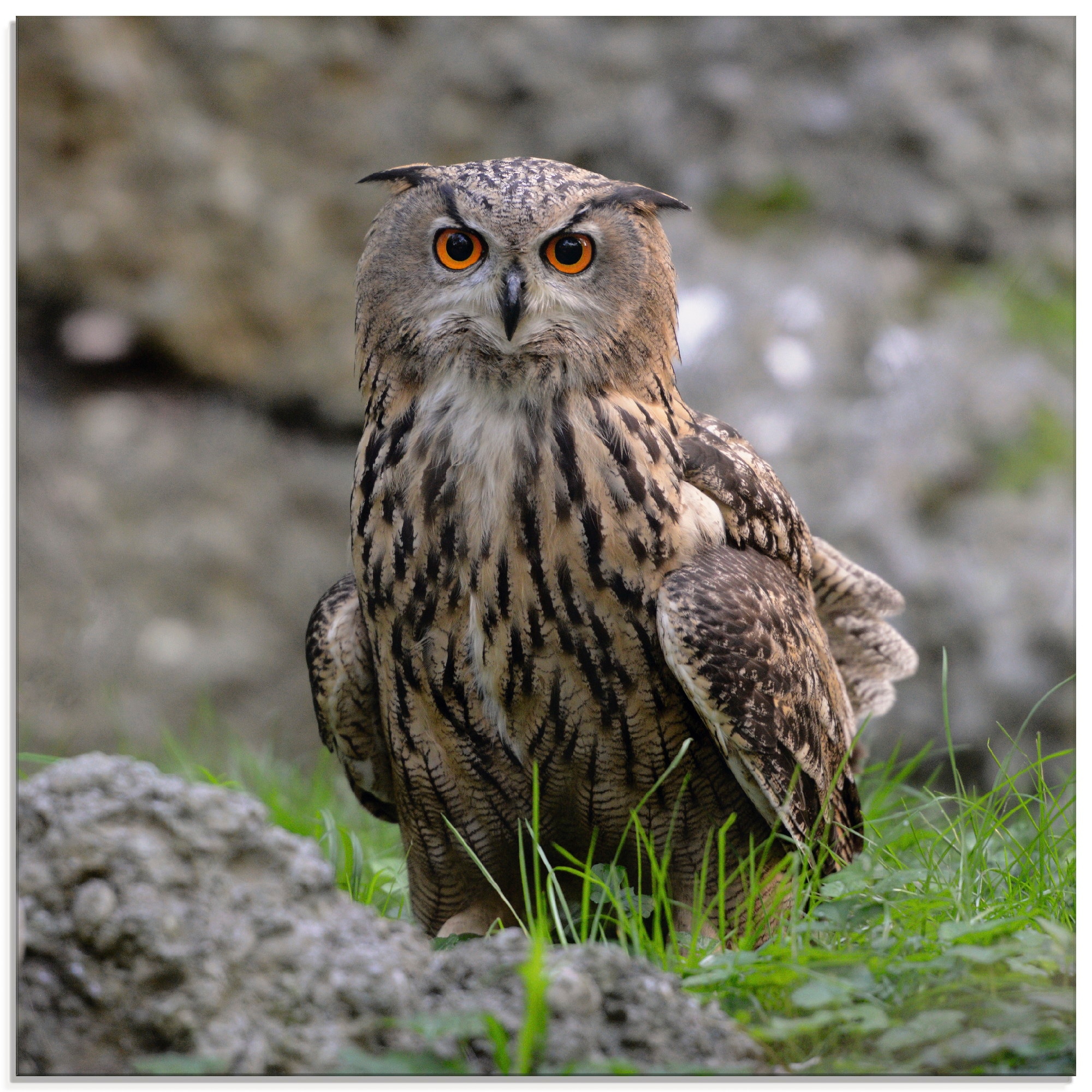 Artland Glasbild »Uhu«, Vögel, (1 St.), in verschiedenen Größen günstig online kaufen