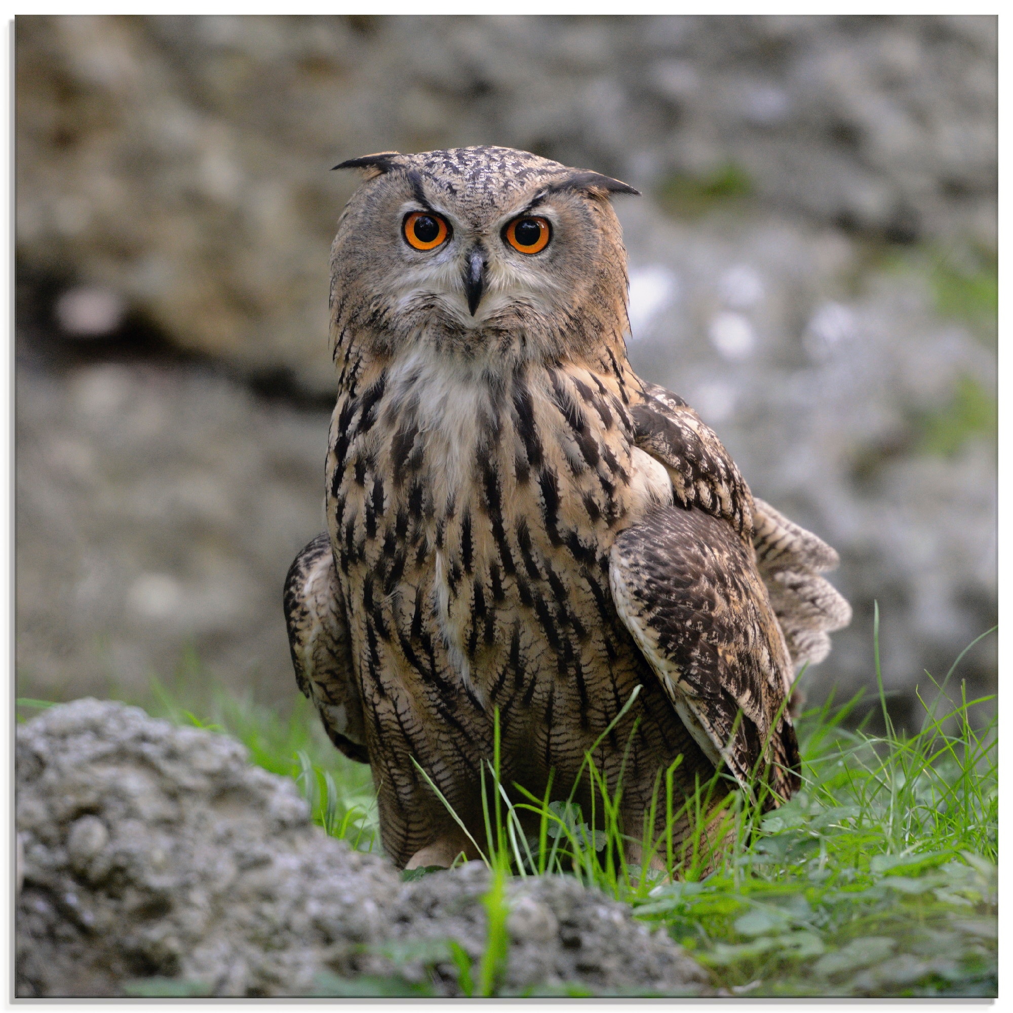 Artland Glasbild »Uhu« Vögel 1 Stk. tlg. in verschiedenen Größen günstig online kaufen