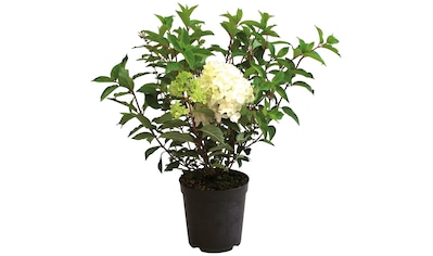 BCM Gehölze »Rispen-Hortensie 'Phantom'®«, (1 St.), Höhe: 50-60 cm, 1 Pflanze kaufen