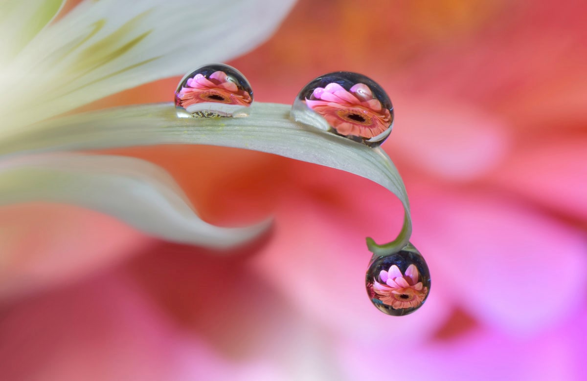 Papermoon Fototapete »Zen Wassertropfen mit Blume Makro«