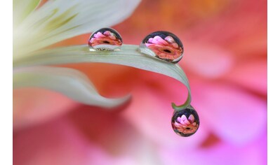 Fototapete »Zen Wassertropfen mit Blume Makro«