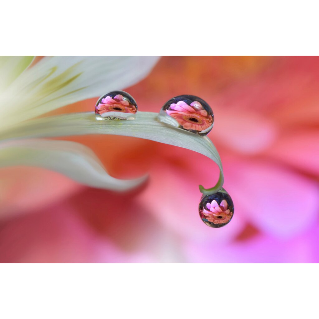 Papermoon Fototapete »Zen Wassertropfen mit Blume Makro«