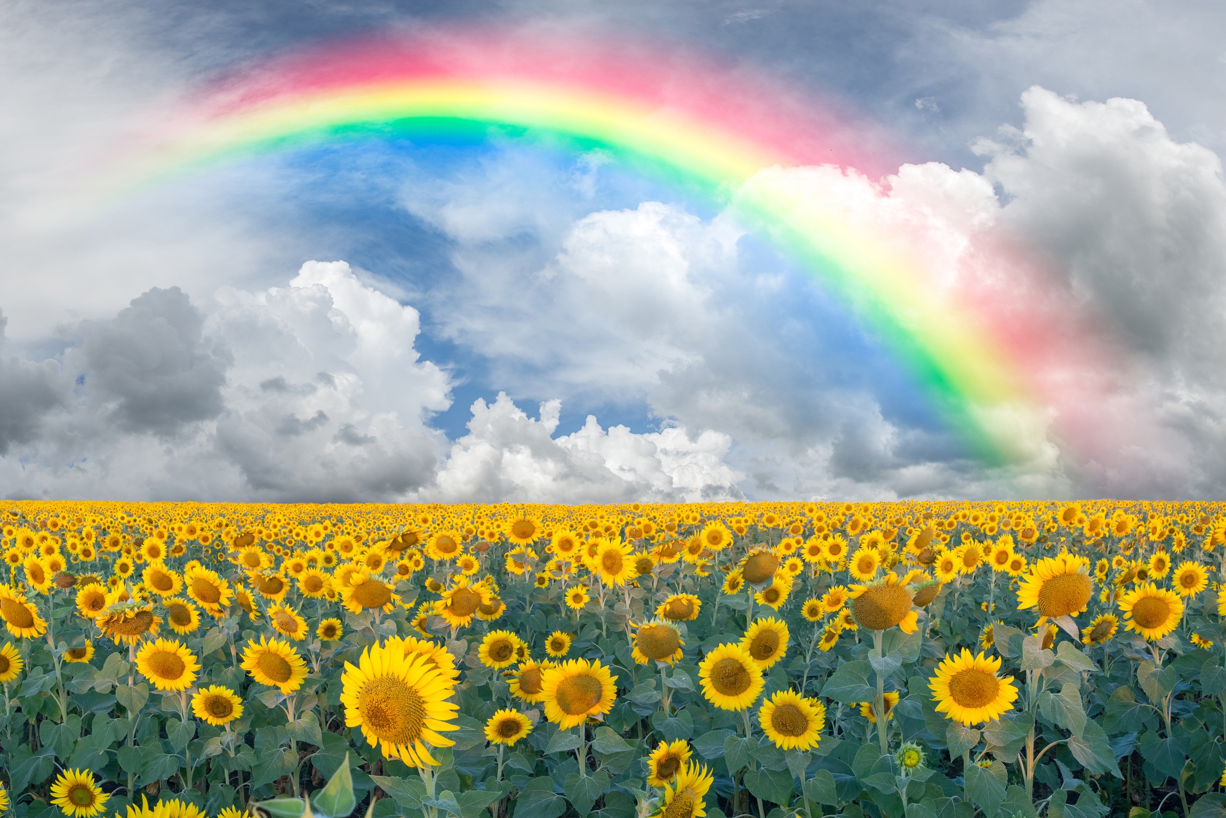 Papermoon Fototapete »Rainbow Sunflowers« glatt günstig online kaufen