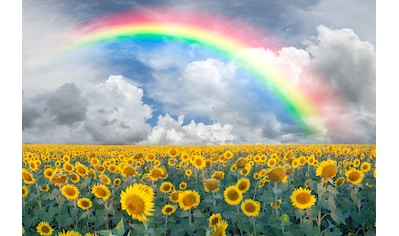 Fototapete »Rainbow Sunflowers«
