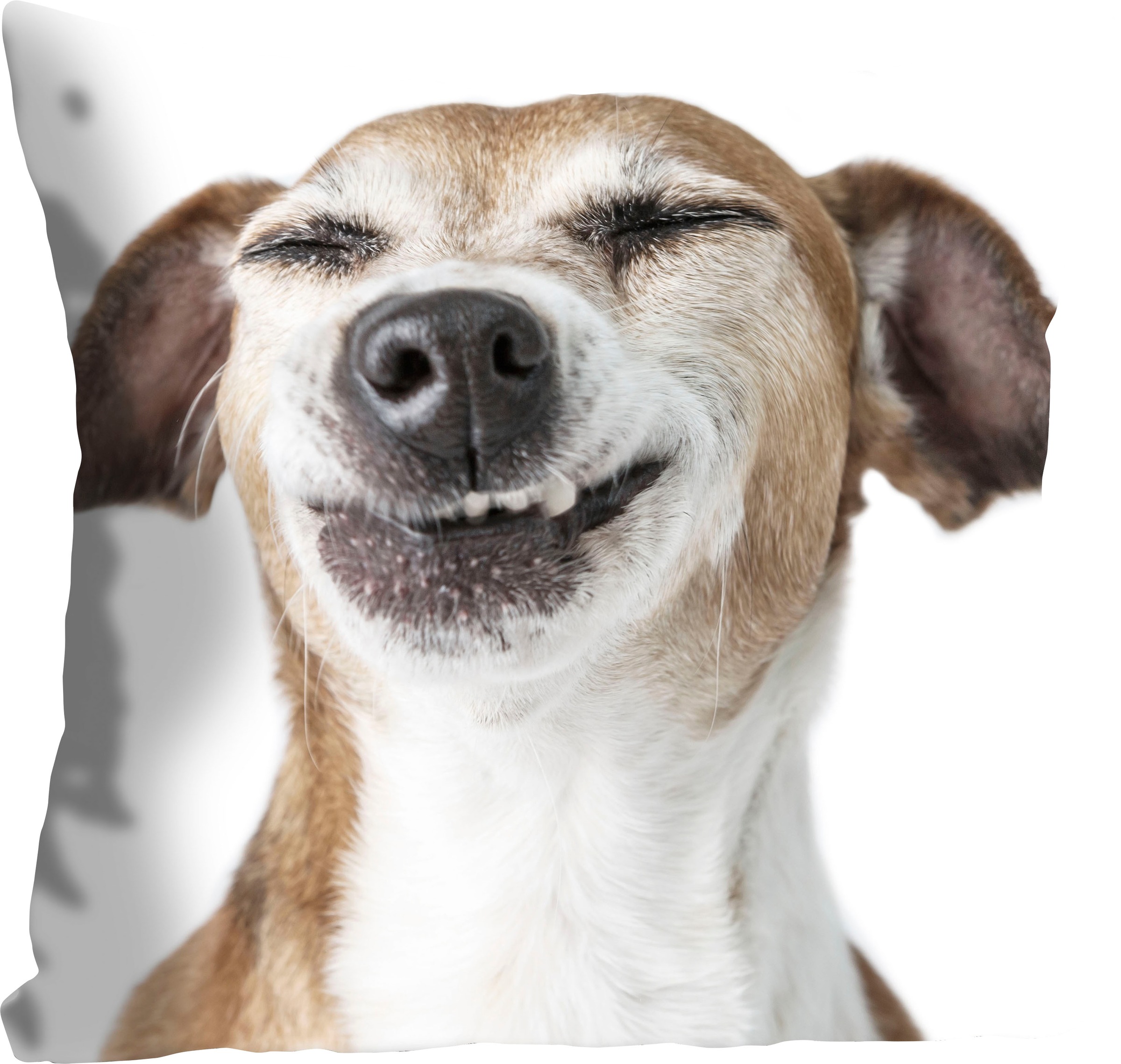 queence Dekokissen »Franka«, Kissenhülle,Grinsender Hund,Lustig,Niedlich,Hu günstig online kaufen