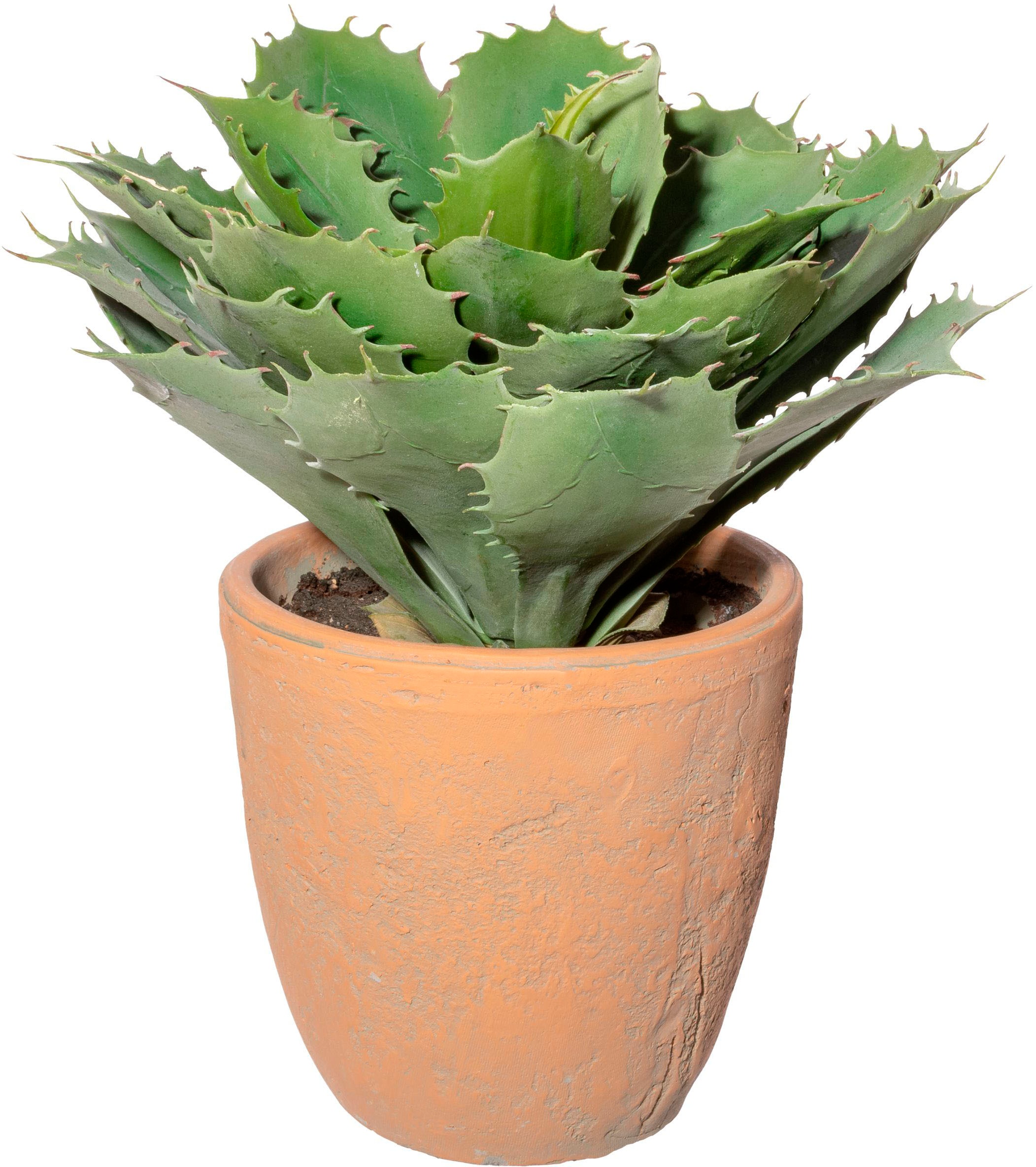 Creativ green Künstliche Zimmerpflanze »Echeveria im Terracottatopf«