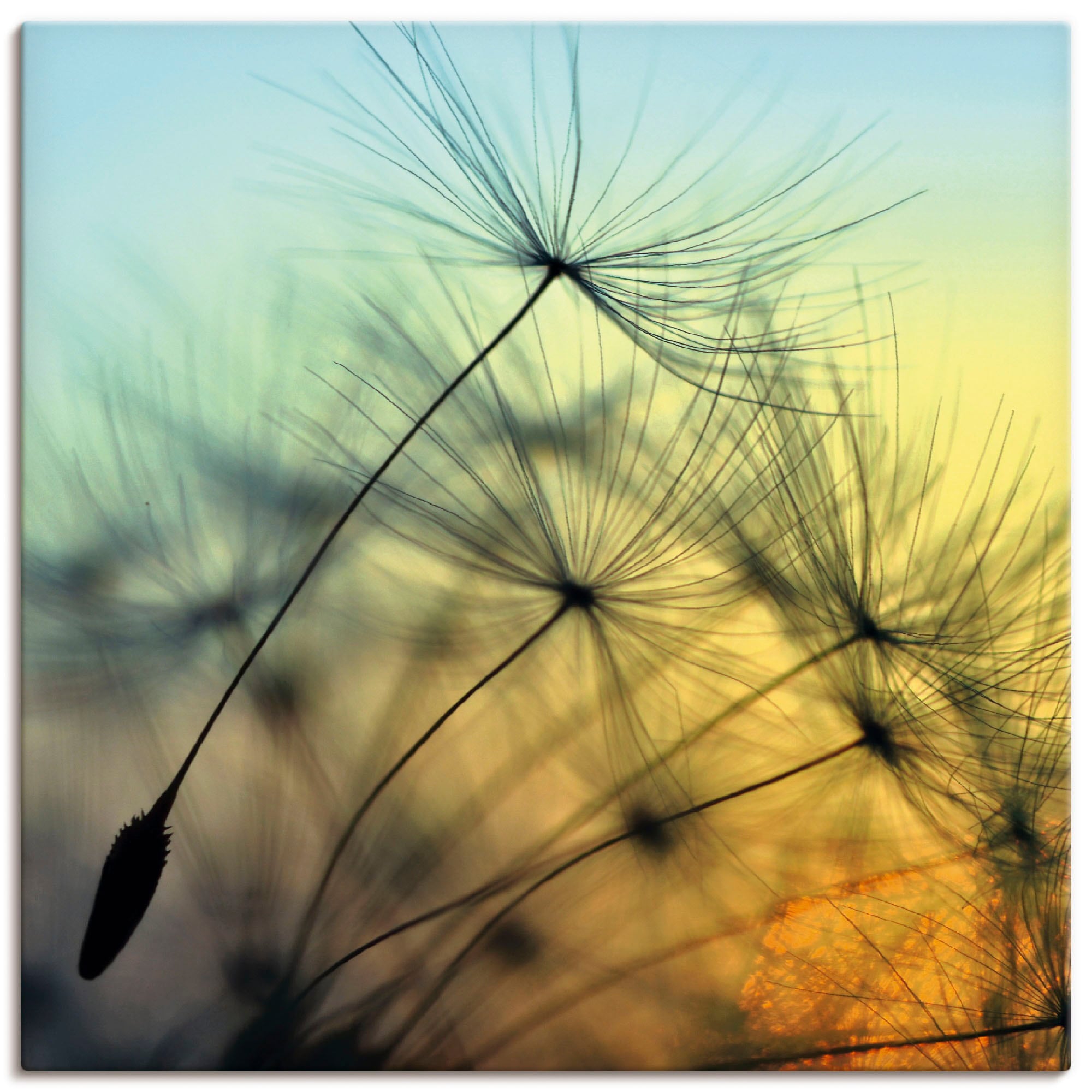 Artland Wandbild »Goldener Sonnenuntergang und Pusteblumen«, Blumen, (1 St. günstig online kaufen