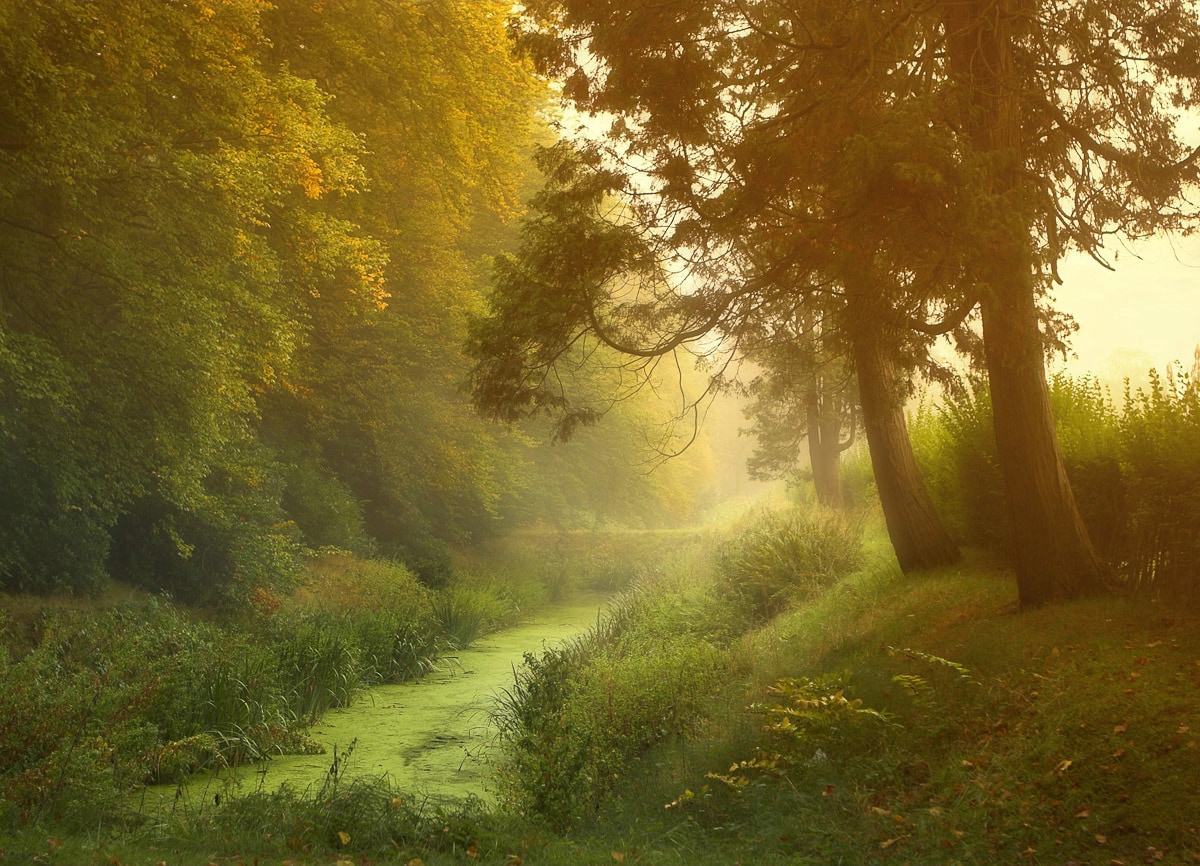 Papermoon Fototapete »Wald mit Fluss« günstig online kaufen