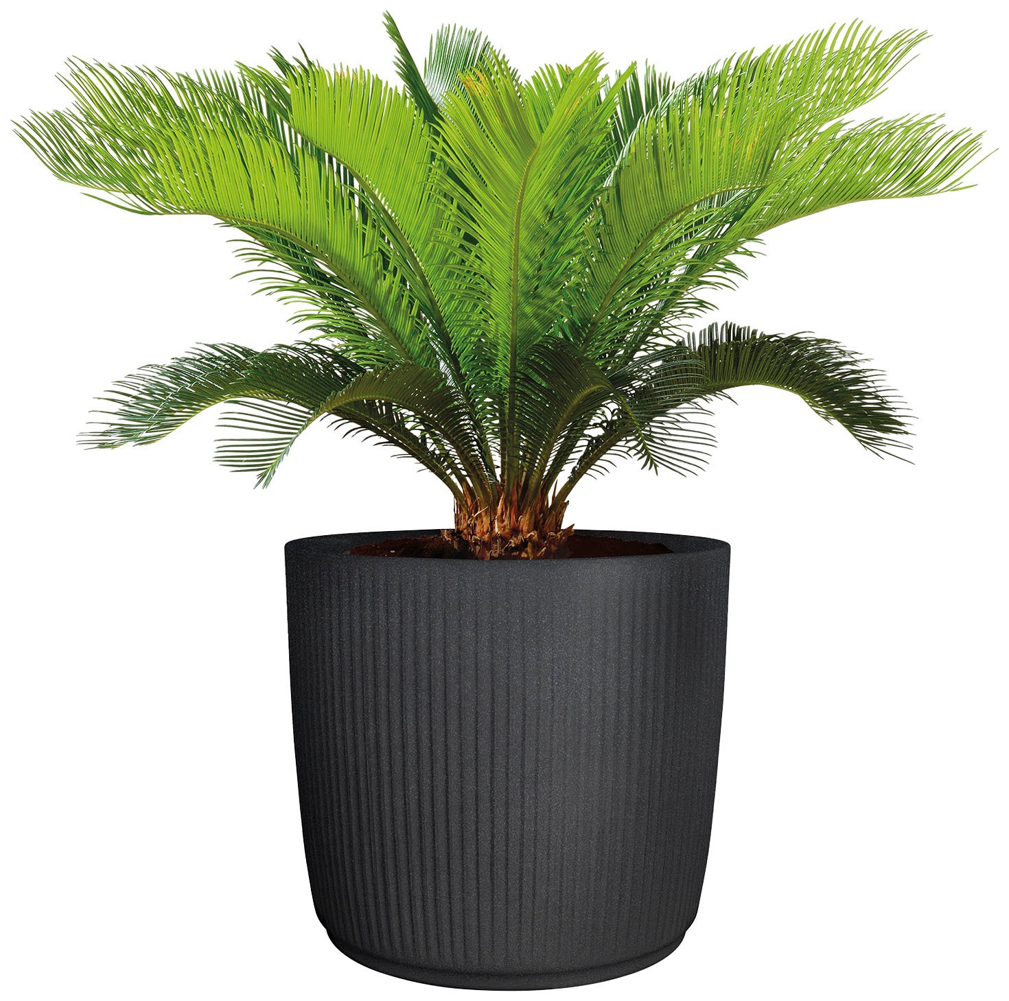 Scheurich Blumentopf »47/259 linetto«