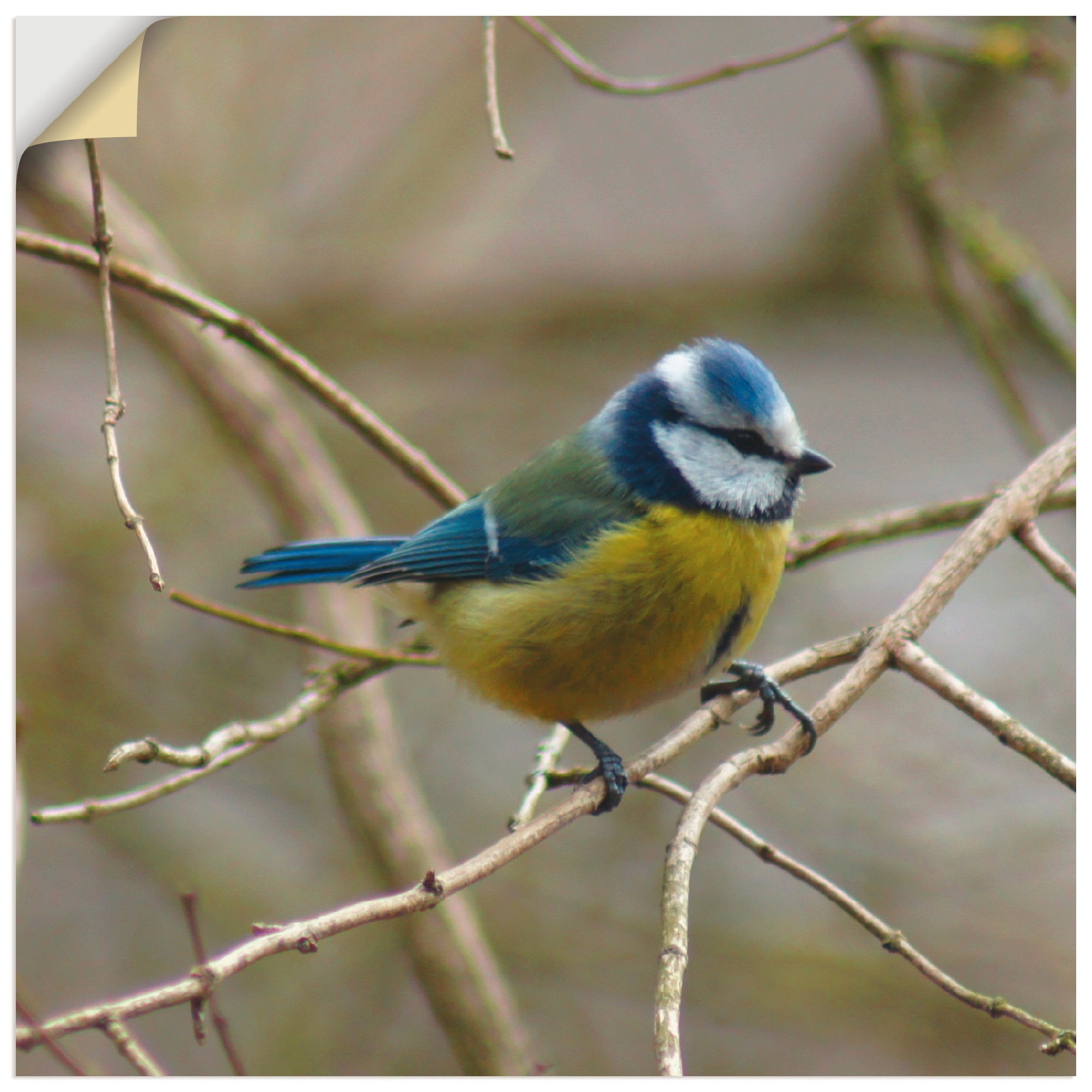 Artland Wandbild »Blaumeise«, Vögel, (1 St.), als Leinwandbild, Wandaufkleb günstig online kaufen