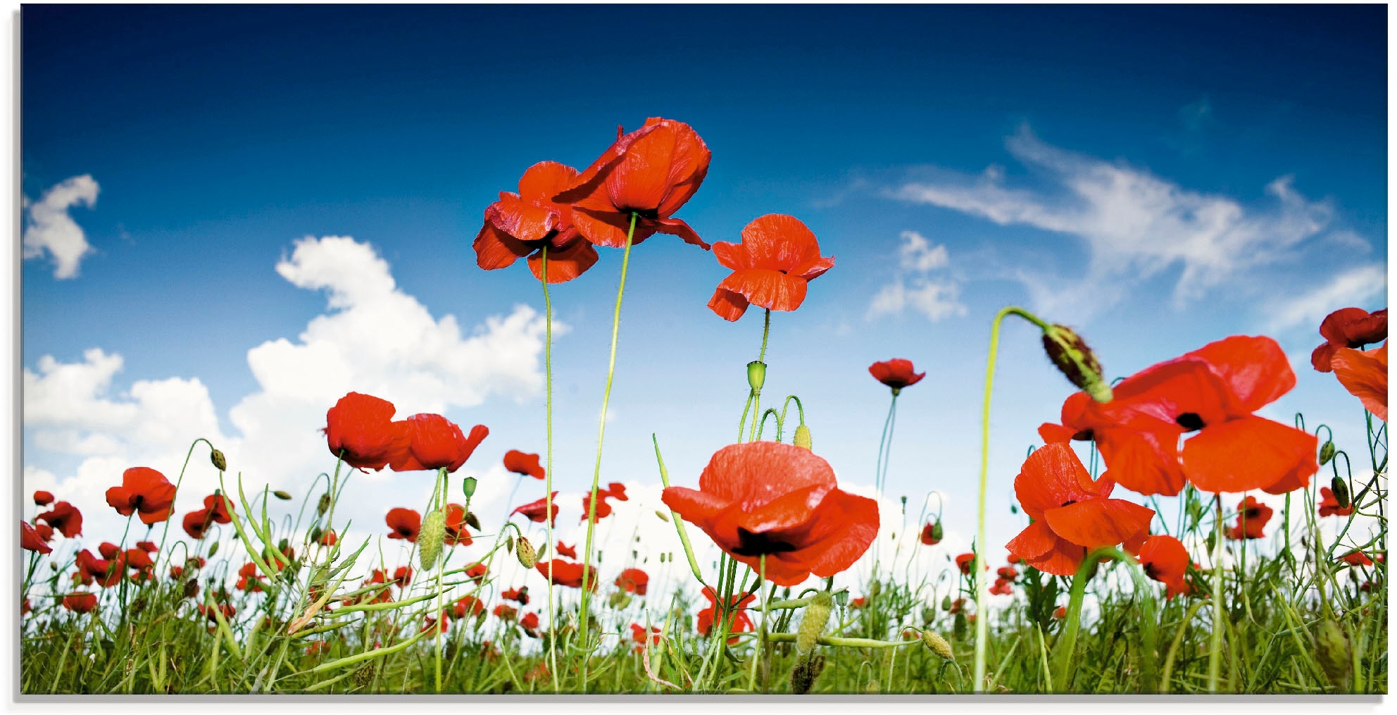 unter St.), Mohnblumen (1 verschiedenen in mit Blumenwiese, Größen Rechnung Himmel«, auf Artland Glasbild kaufen »Feld